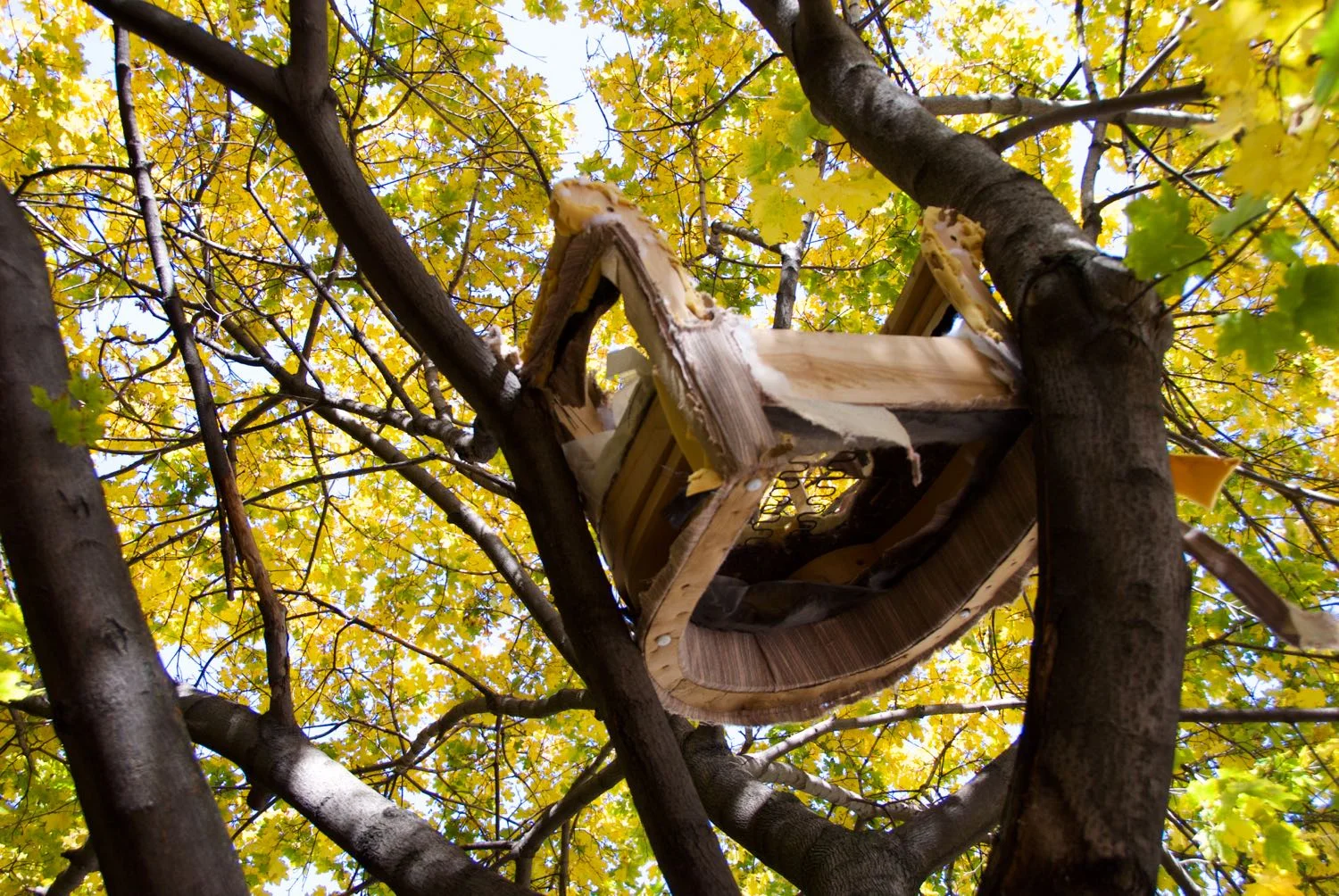 Chair in tree - 1.jpg