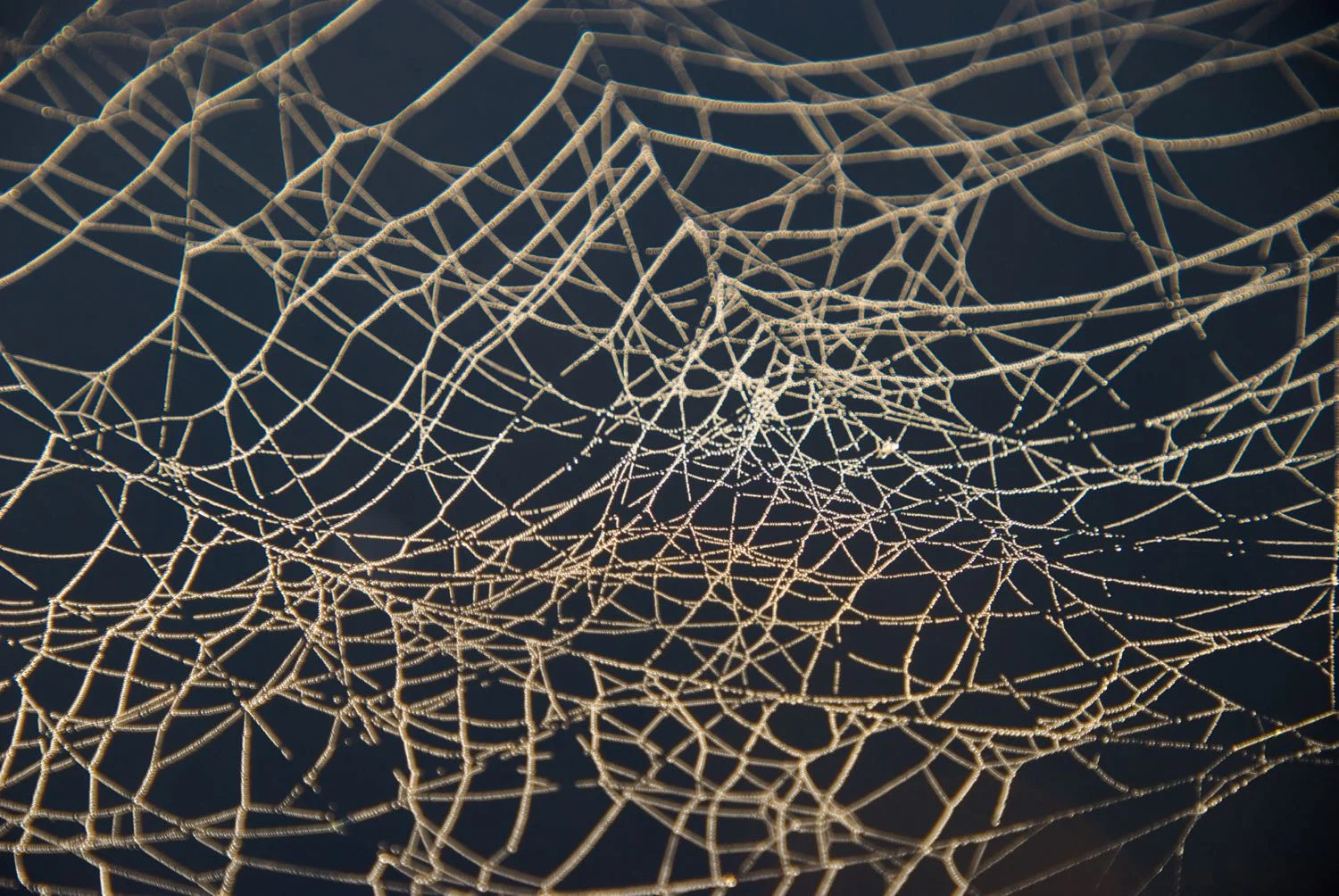 Spider web - 1.jpg