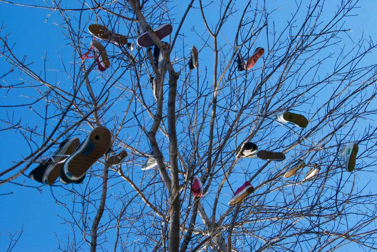 Shoe Tree - 1.jpg