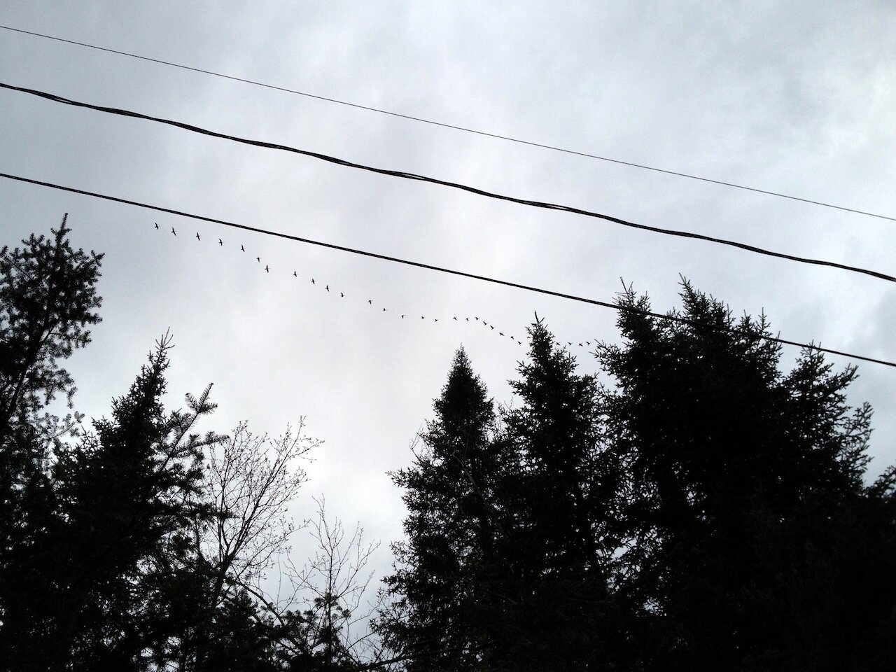 Birds in a line - 1.jpeg