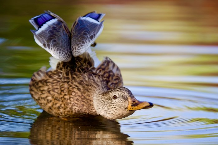 Ducks in Fall - By Ezra Soiferman - SM - 1.jpeg