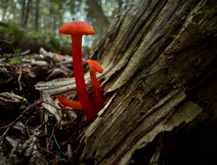 Red mushrooms - By Ezra Soiferman - SM - 1.jpeg