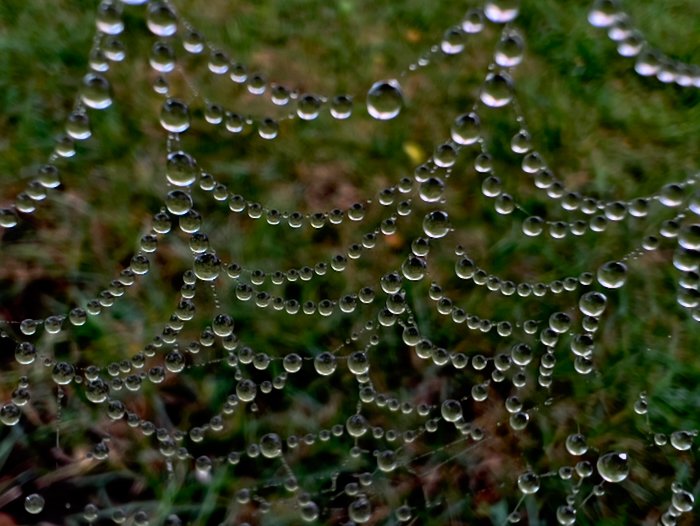 Spider Web bubbles - By Ezra Soiferman - SM - 1.jpeg