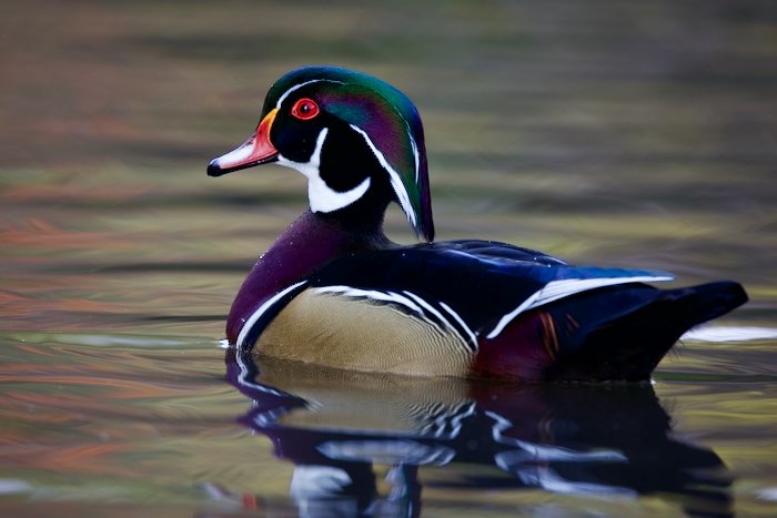 Wood Duck - By Ezra Soiferman - SM - 1.jpeg