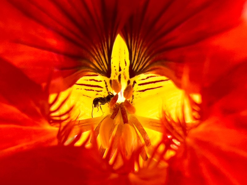 Ant in red flower - By Ezra Soiferman - SM - 1.jpeg