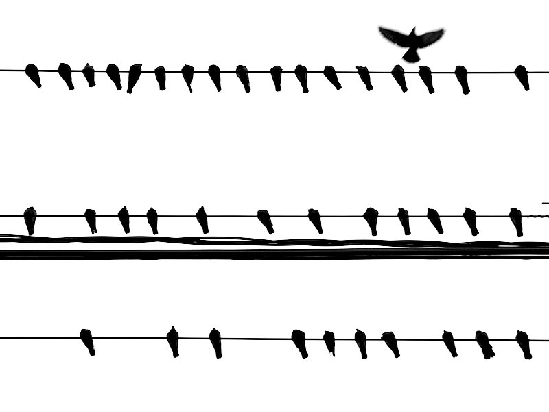 Pigeons on a wire w takeoff - By Ezra Soiferman - SM - 1.jpeg
