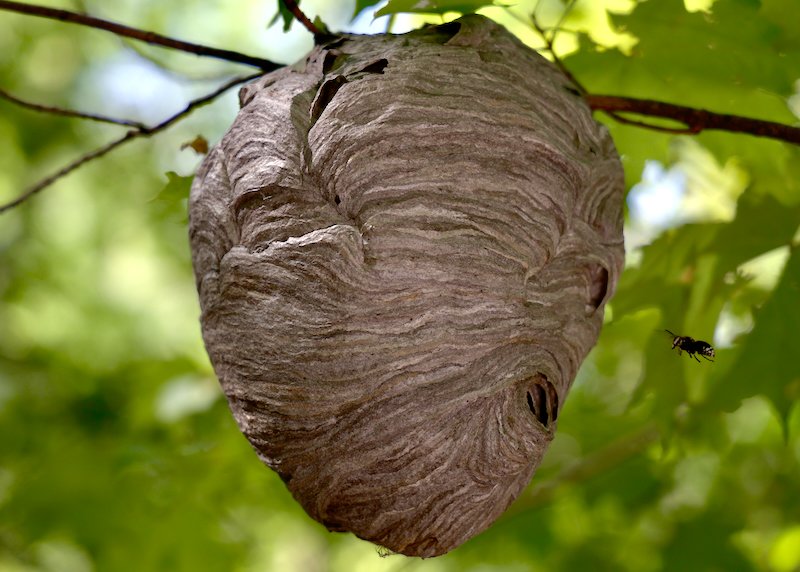 Wasps nest - By Ezra Soiferman - SM - 1.jpeg