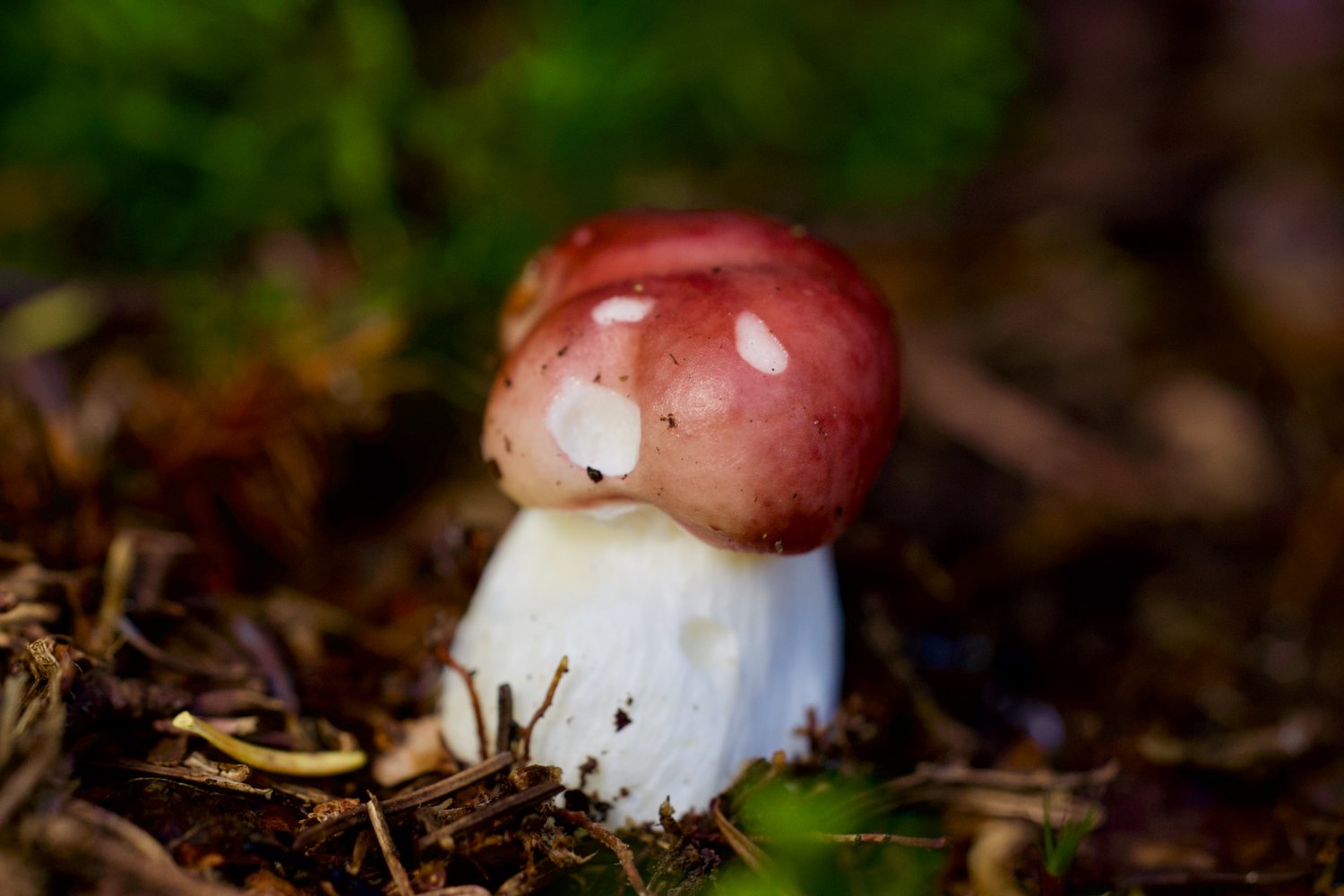 Mushroom Day - Sept 24 2022 - 11.jpeg
