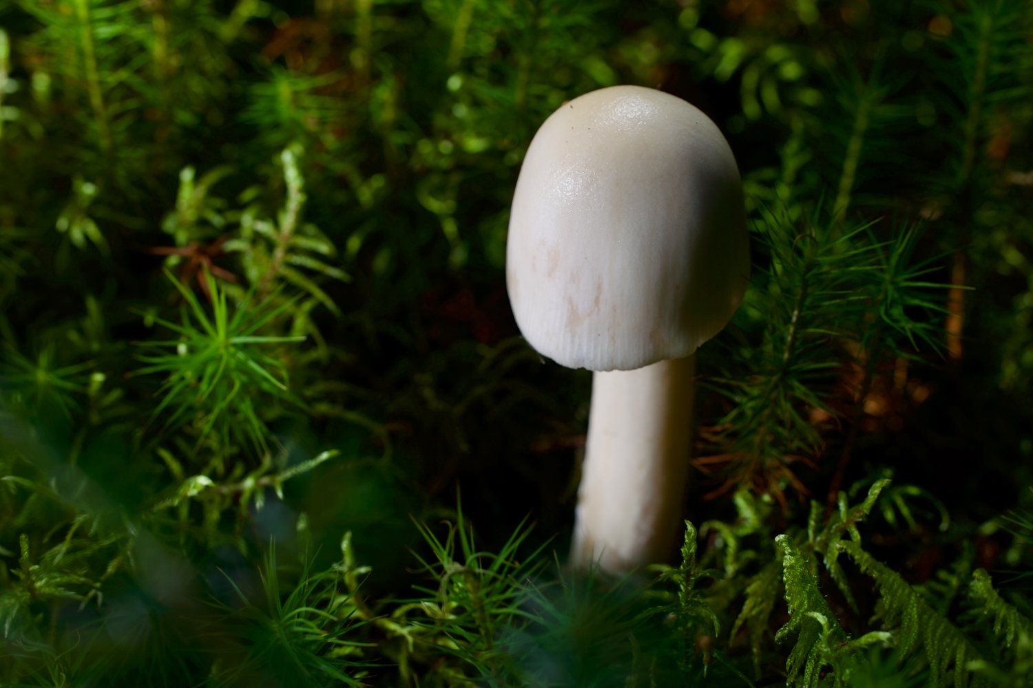 Mushroom Day - Sept 24 2022 - 21.jpeg