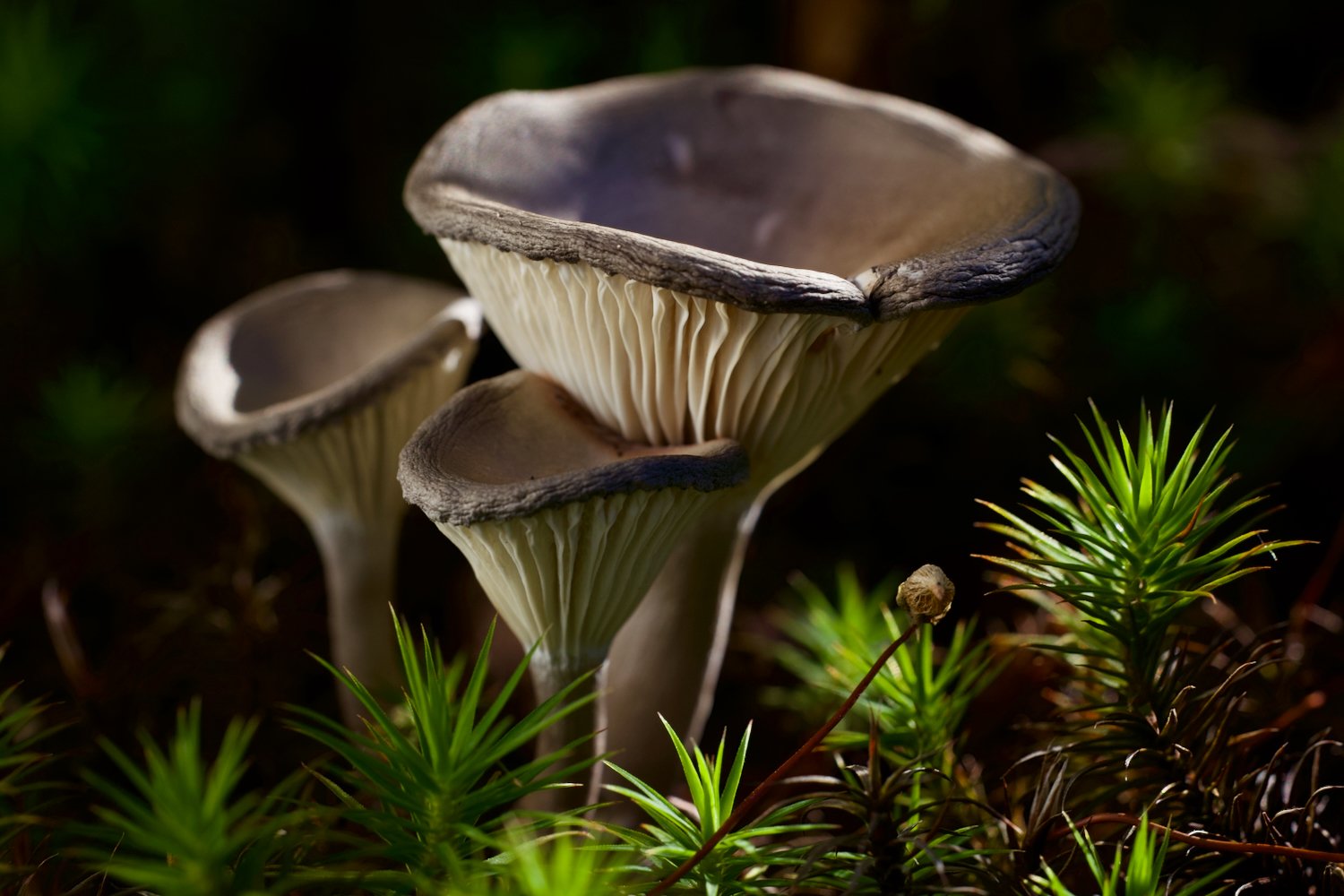 Mushroom Day - Sept 24 2022 - 29.jpeg