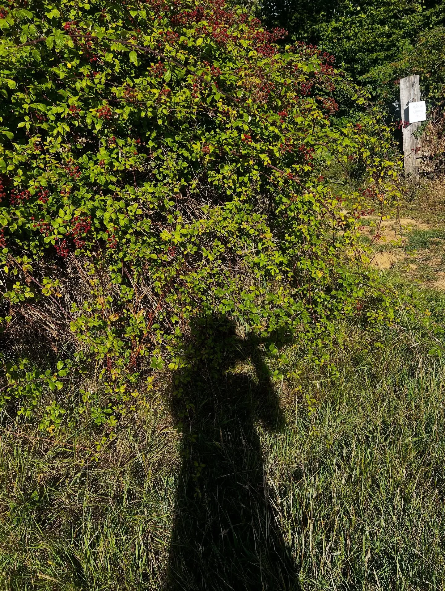 Some time off with the family, but straight back into it next week with @hackneycolliery show @campkindling and then my first shows @the_globe since 2021, so this is what every morning looks like! Practice mute in, shedding by bushes groaning with bl