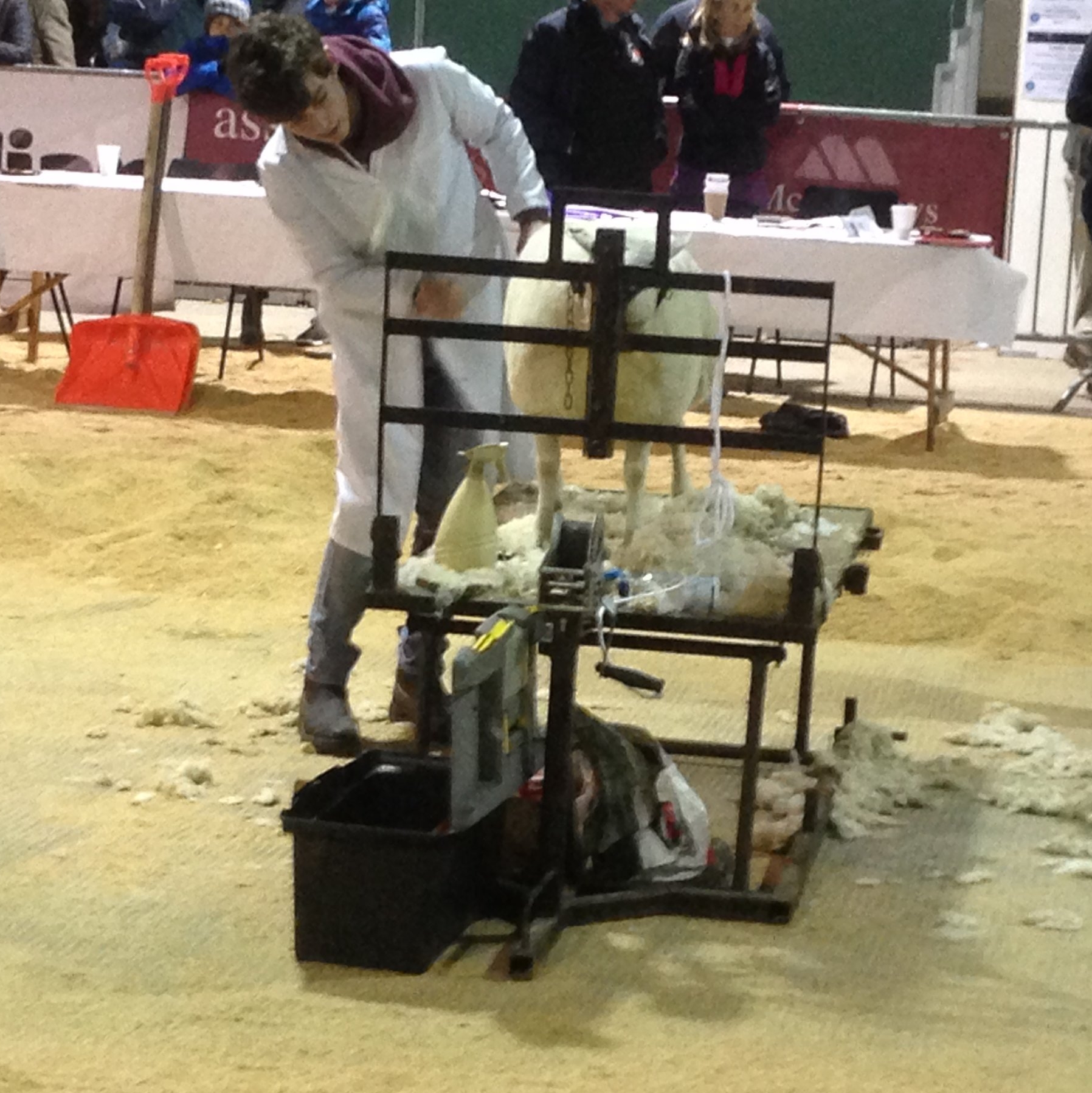 Thomas Swancott, Teme Valley YFC in the Lamb Trimming competition