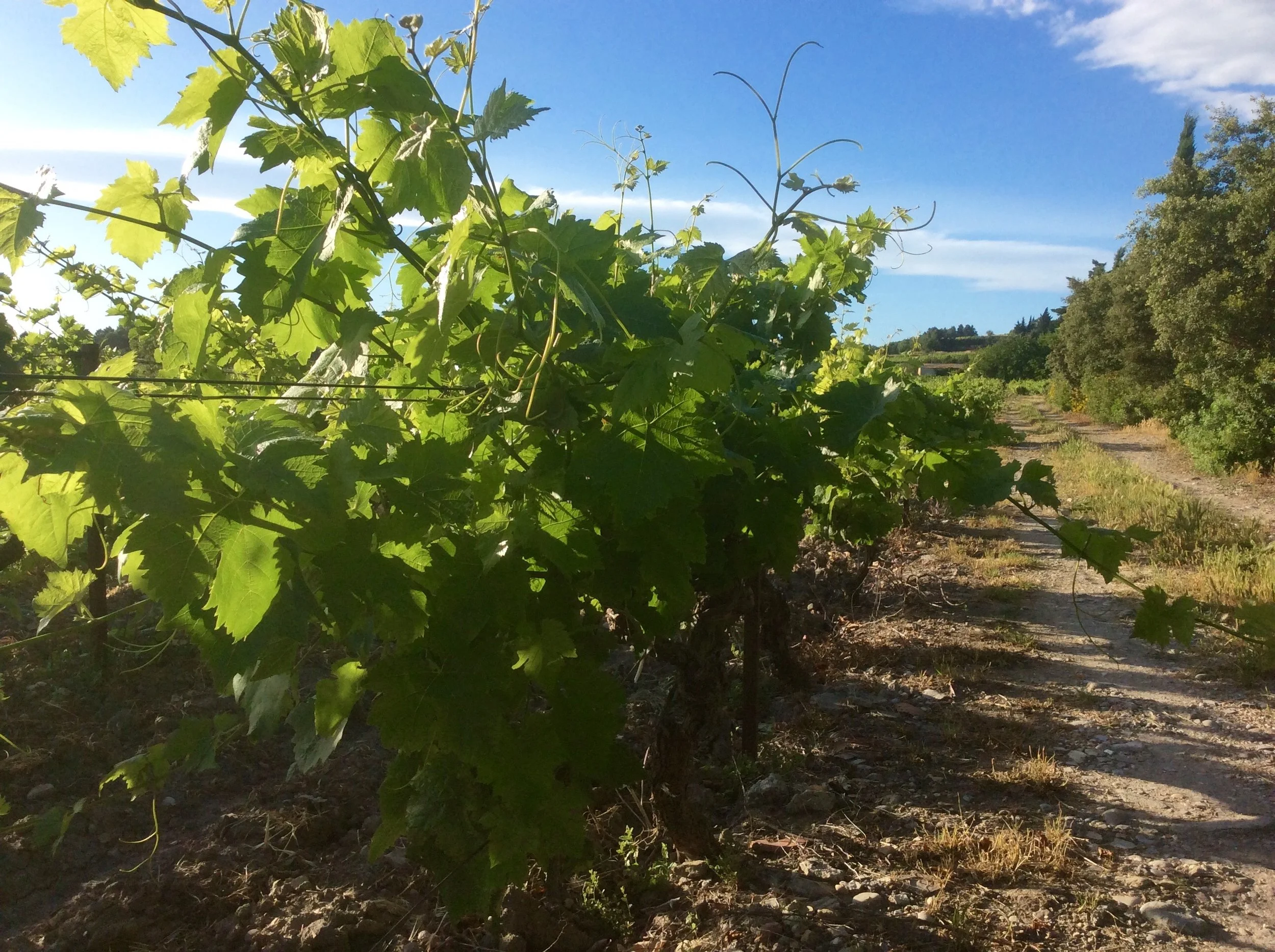 A vigourous vegetation