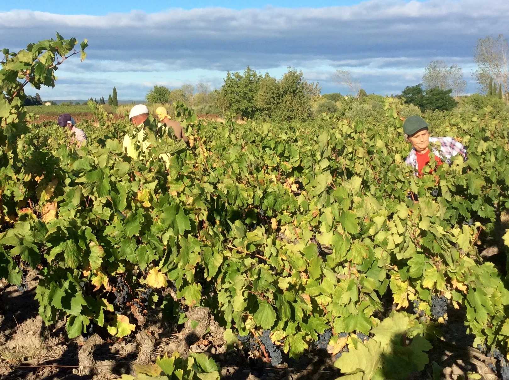 2017 Harvest, it is on the way!