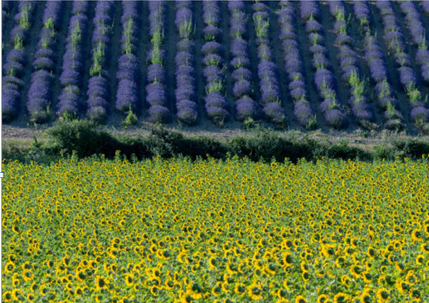 Daily Telegraph, Anthony Peregrine