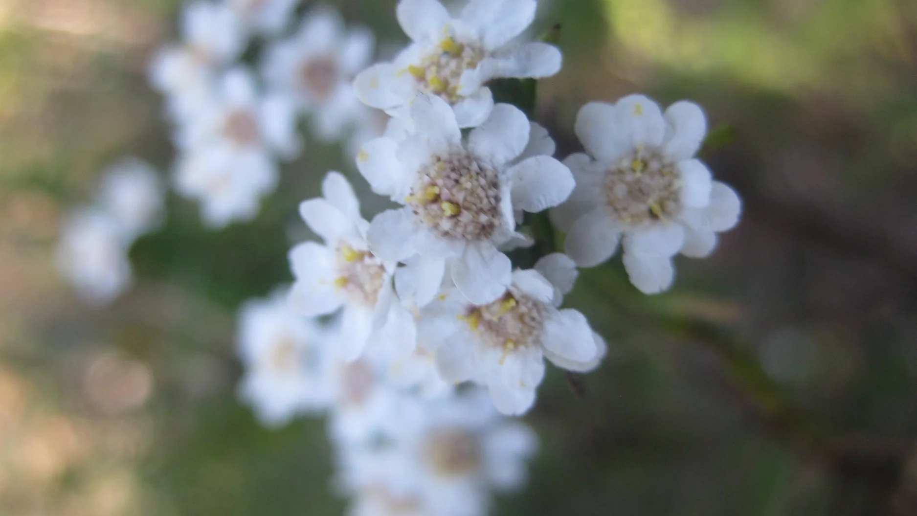 Combat Menopause with Natural Solutions