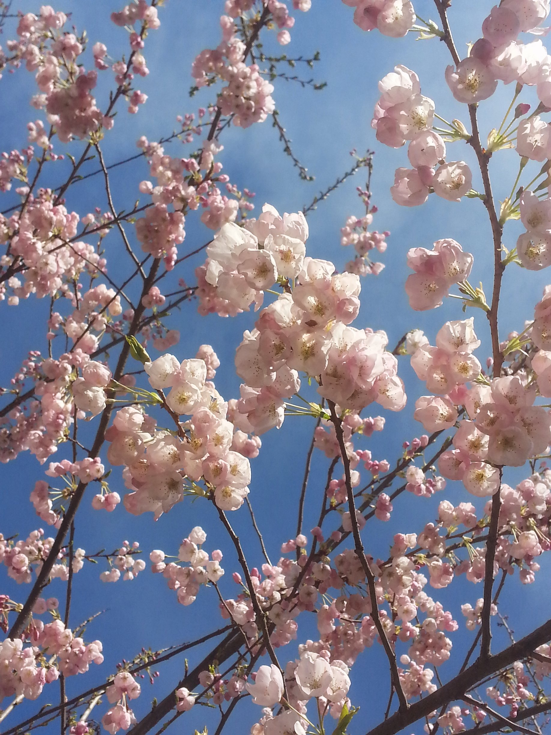 cherryblossoms1.jpg