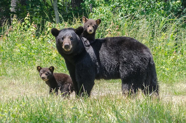 “The gypsies believe the bear to be brother to man because he has the same body beneath his hide, because he drinks beer, because he enjoys music and because he likes to dance.” - Ernest Hemingway Who says we can’t coexist, all we have to do is bear with one another! For more information, visit: http://bearwithus.org
