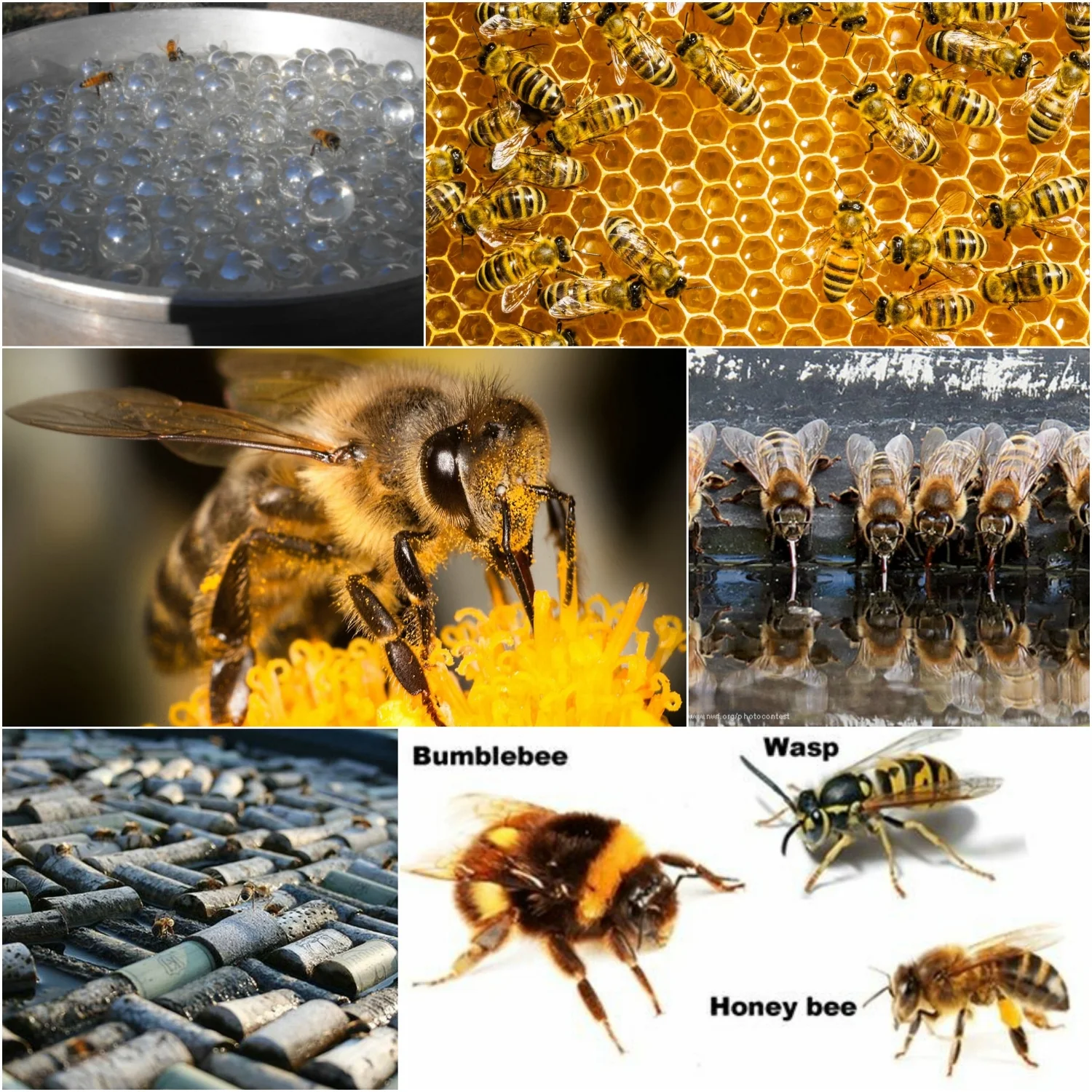  Know the difference in species. Wasps, Bumble and Honey Bees all vary in size and demeanour. Learn more at: http://www.diffen.com/difference/Bee_vs_Was p 
