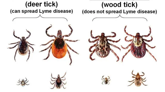  Although there are many different species of ticks, the one to keep an eye out for are deer ticks. Also known as blacklegged ticks, this species is is the most dangerous, being the only one known to carry Lyme disease. For more information, visit: https://www.cdc.gov/features/stopticks/