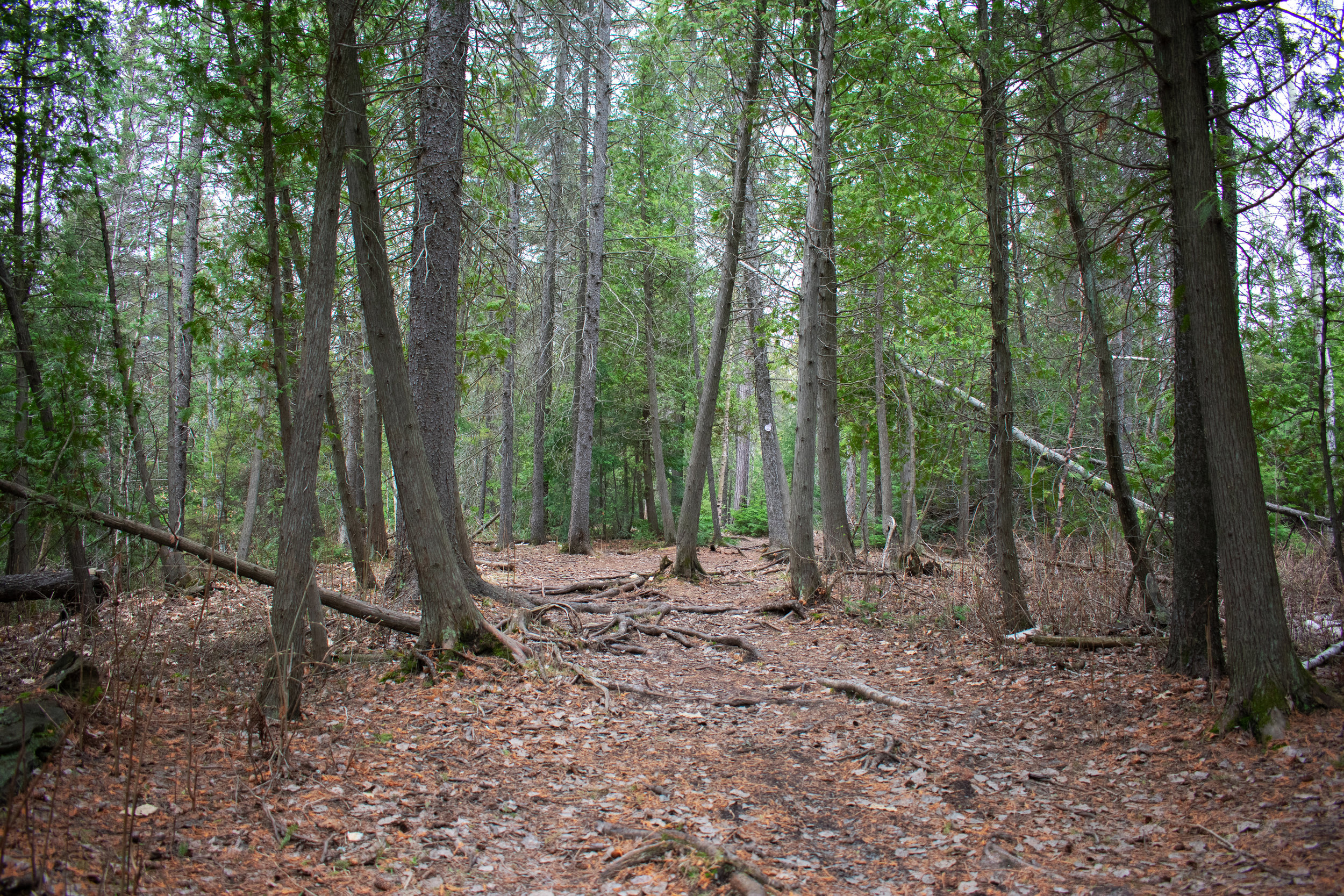 Hillfield_Summer_2019_Trail_14.jpg