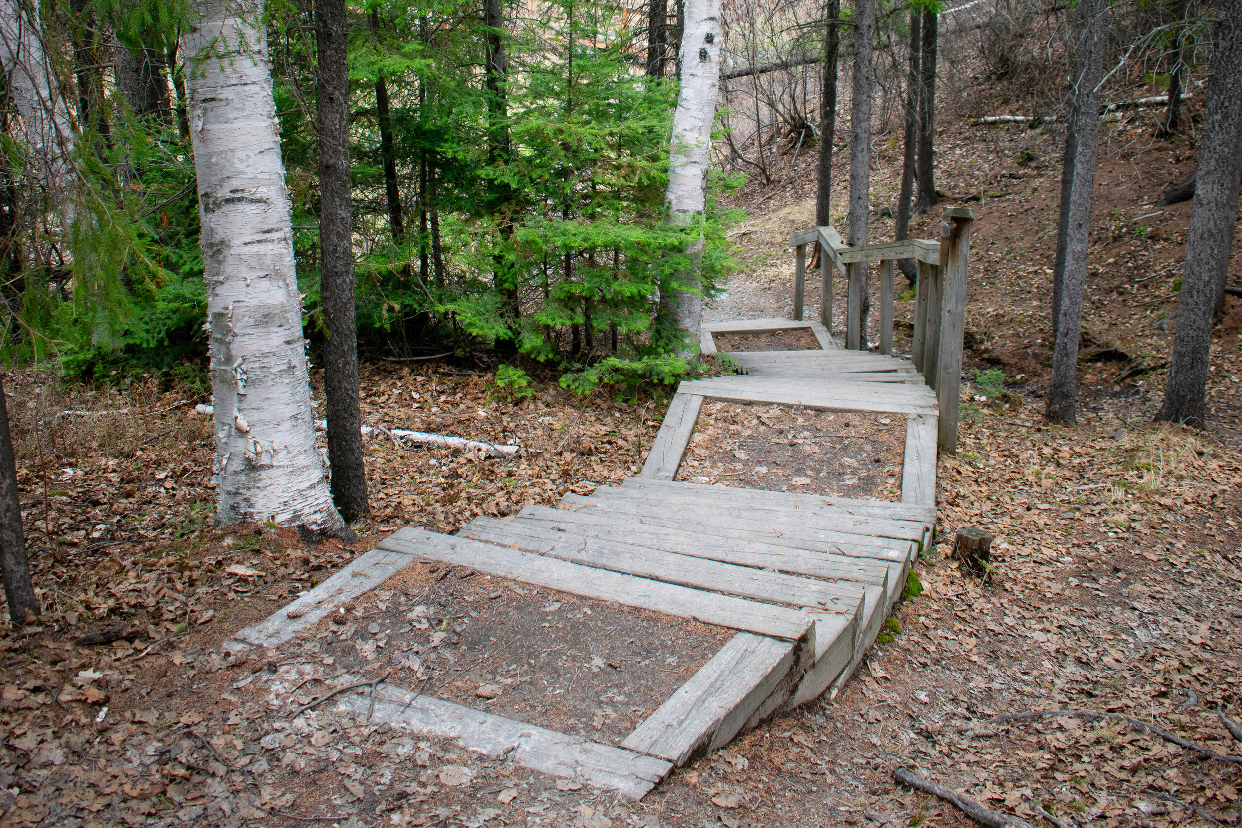 Hillfield_Summer_2019_Trail_49.jpg