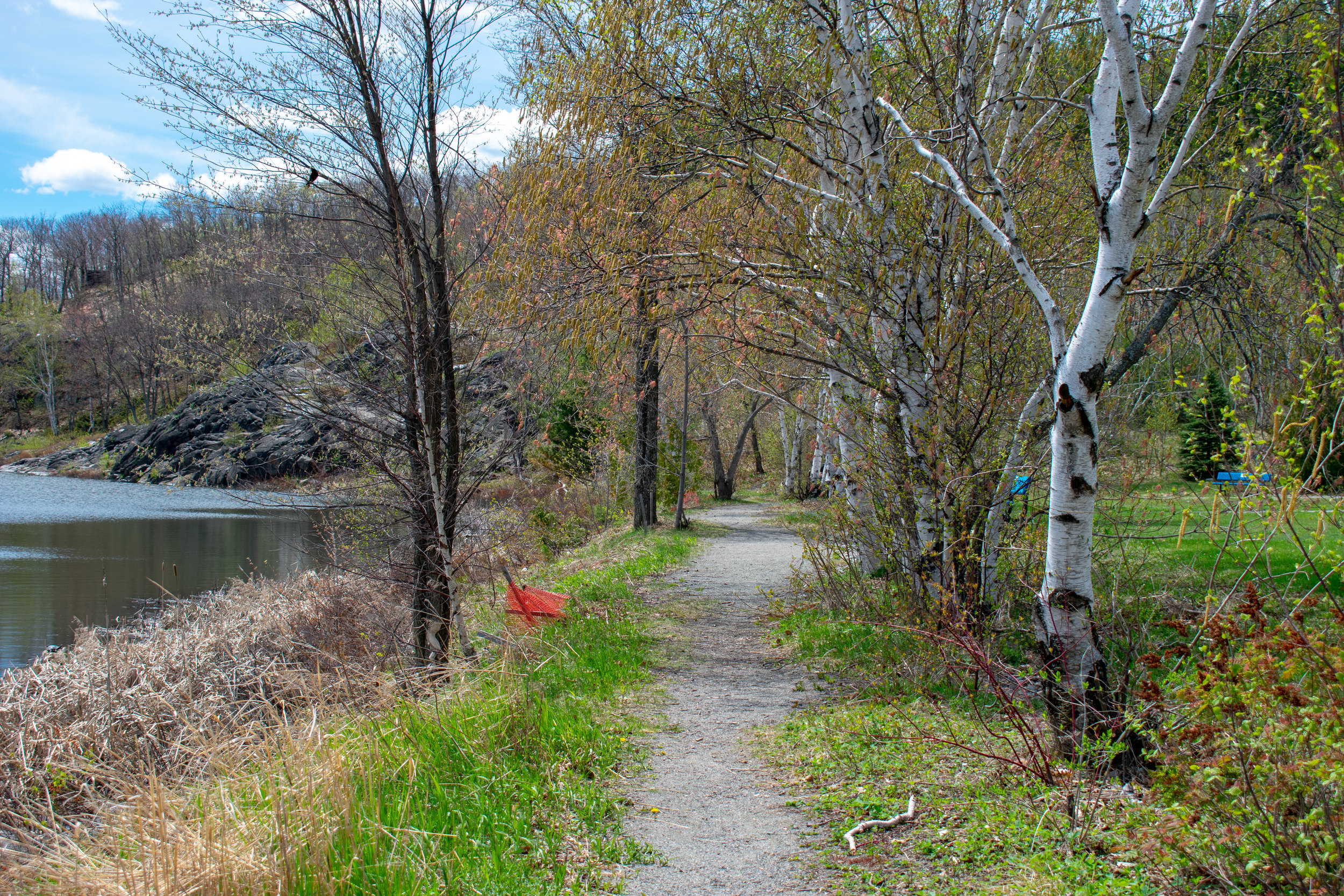 OakForest_Summer_2019_Trail_014.jpg