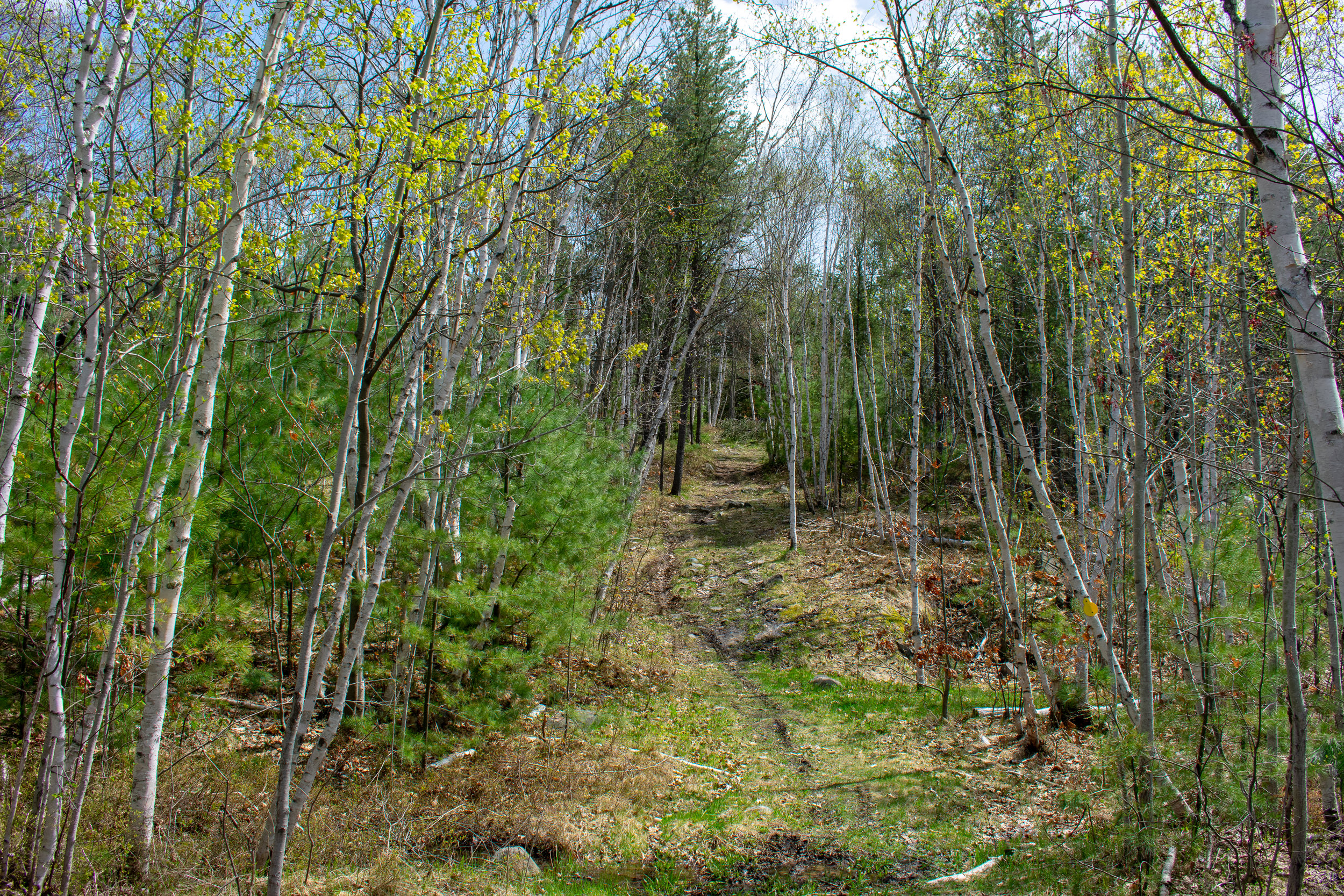 OakForest_Summer_2019_Trail_175.jpg