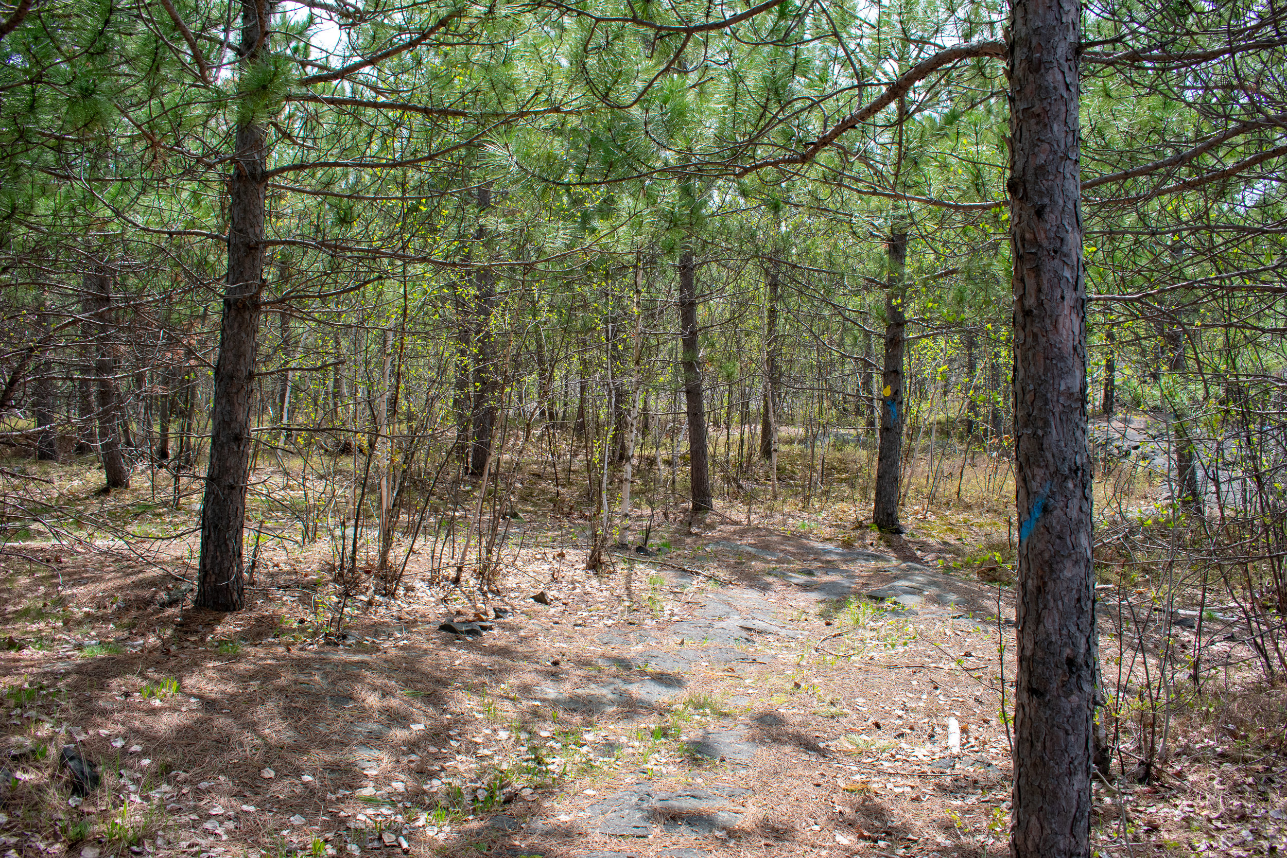 OakForest_Summer_2019_Trail_156.jpg