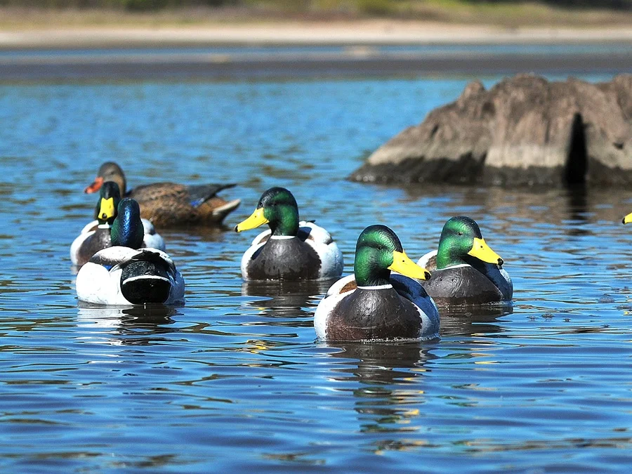 mallards.jpeg