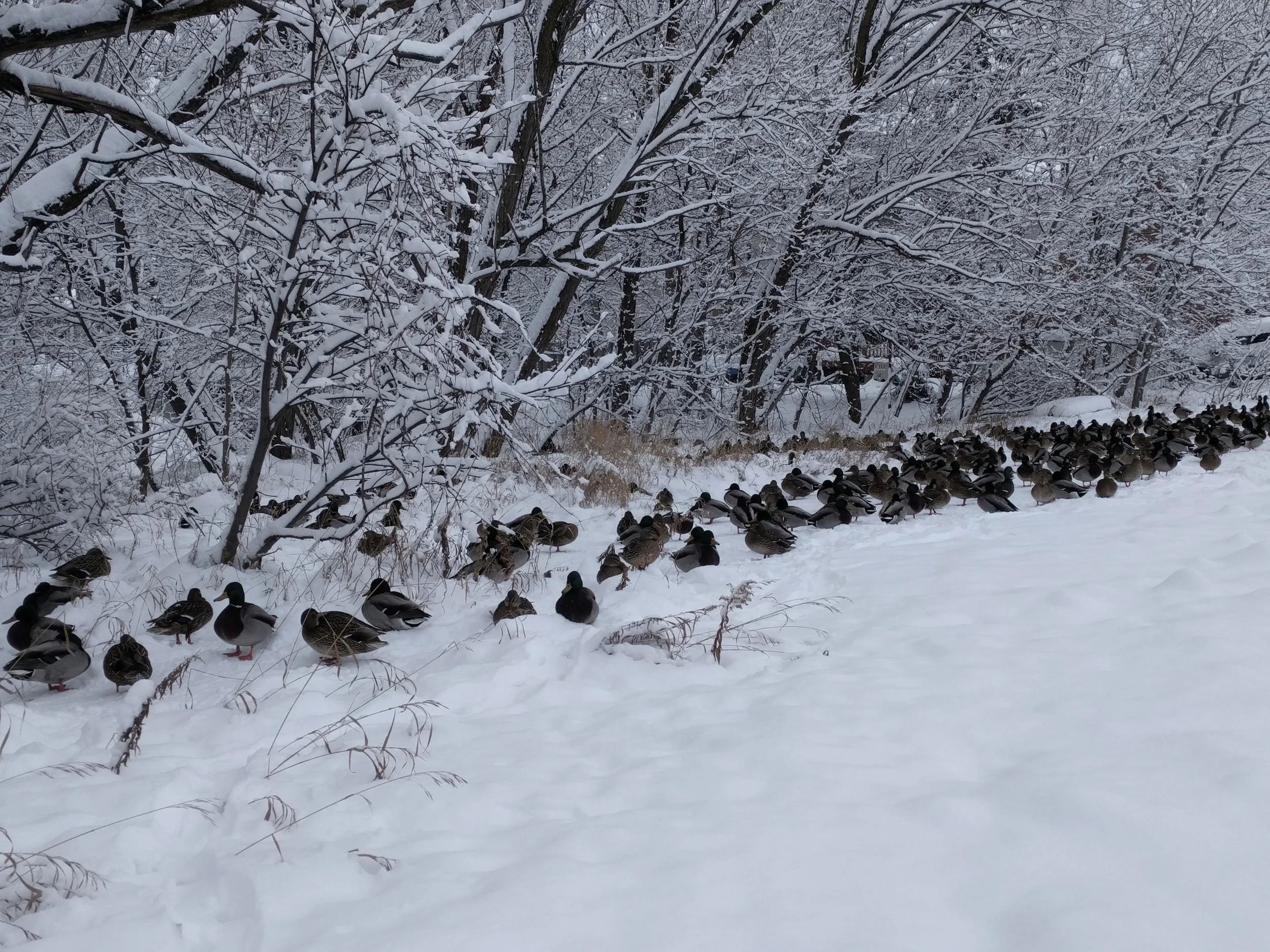 Mallards.jpg