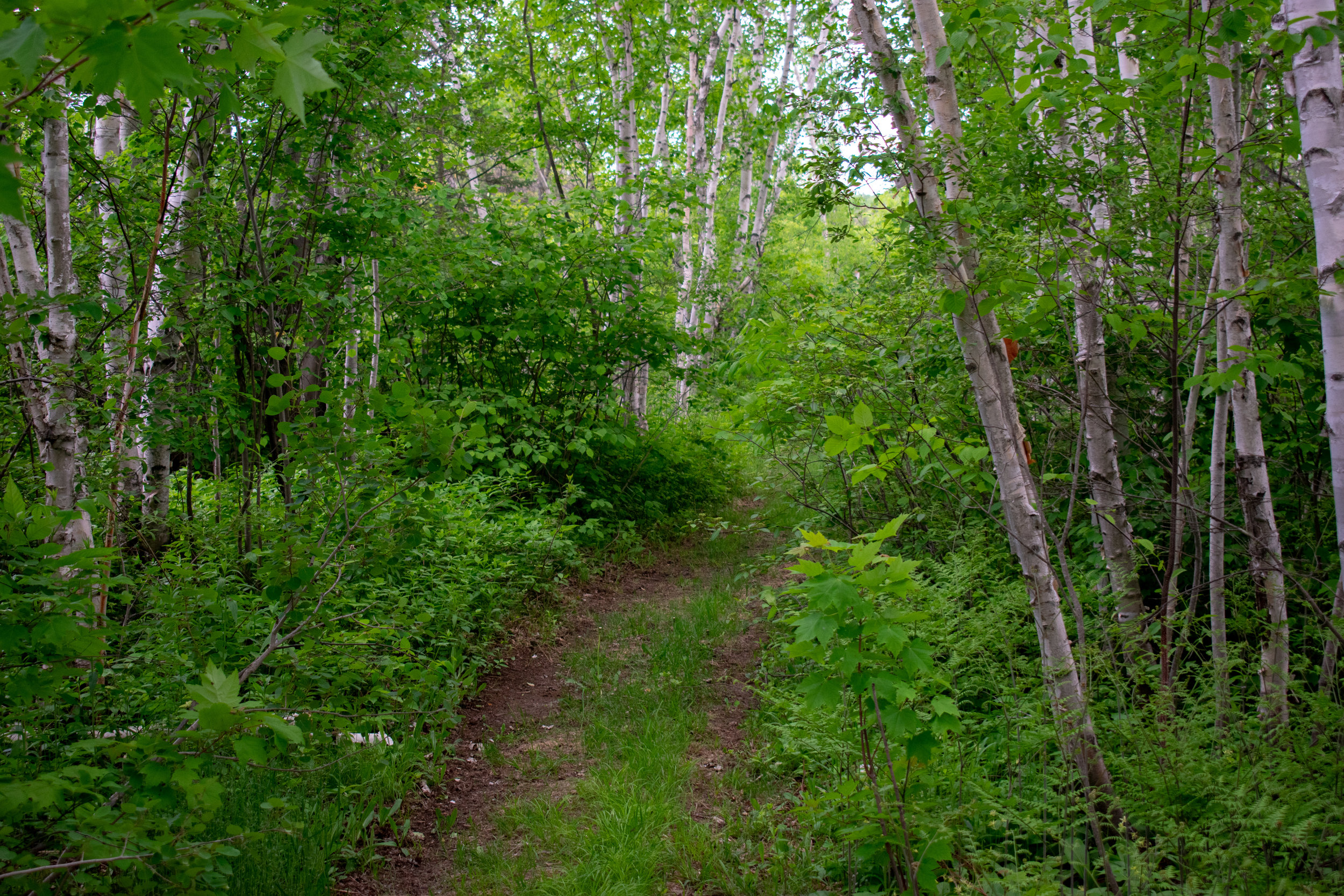 Capreol — Rainbow Routes Association