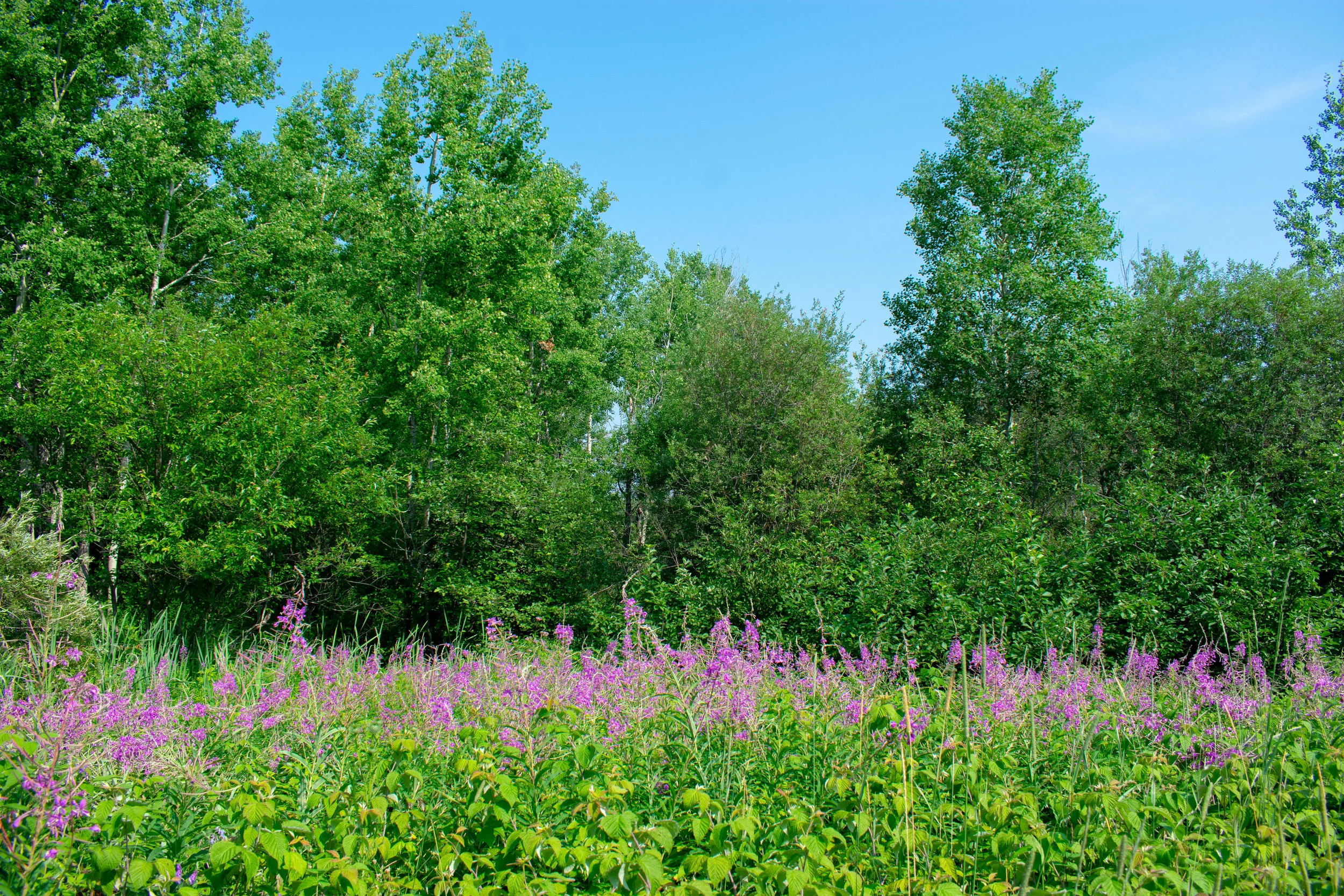 DSC_0874.jpg