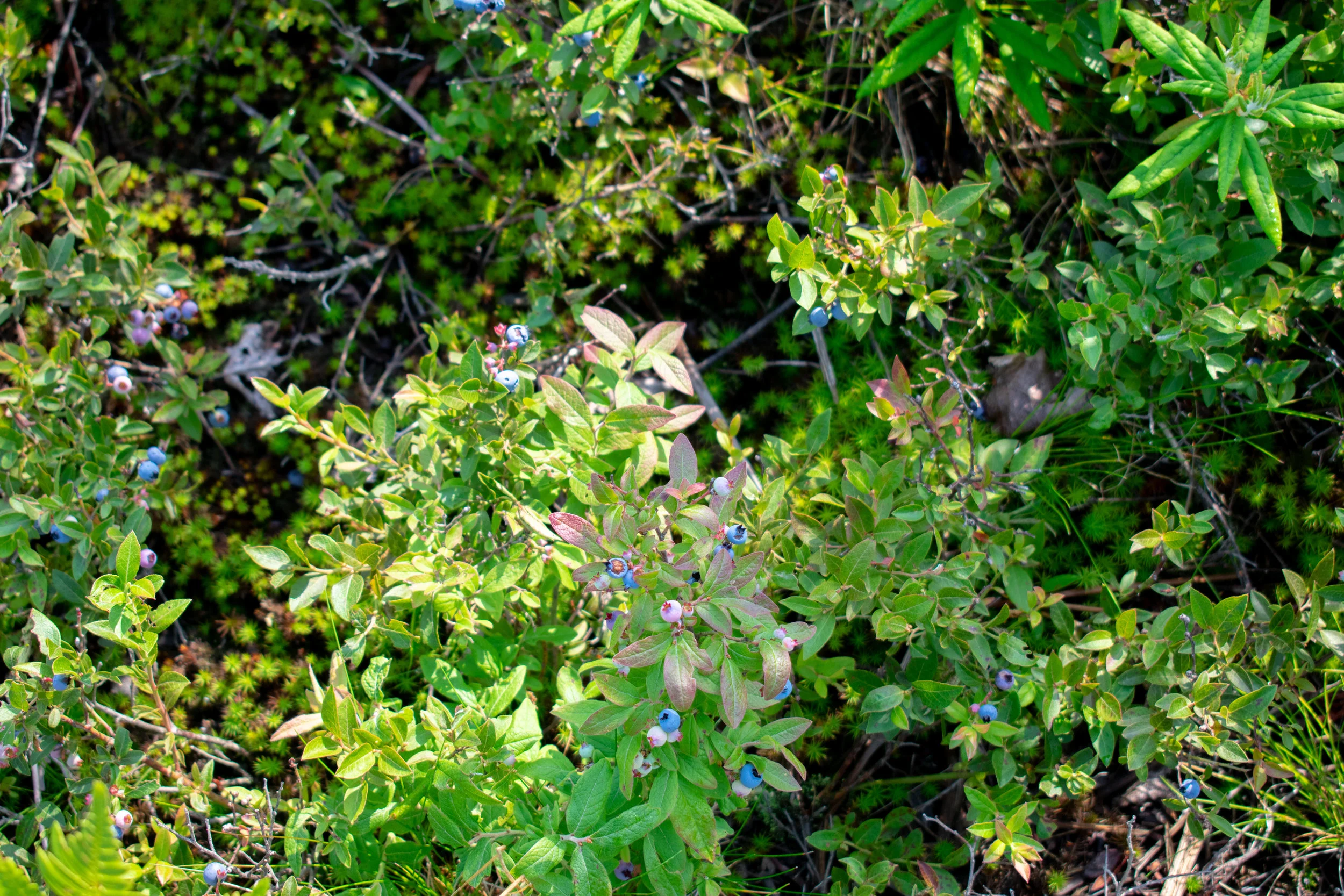 DSC_0854.jpg