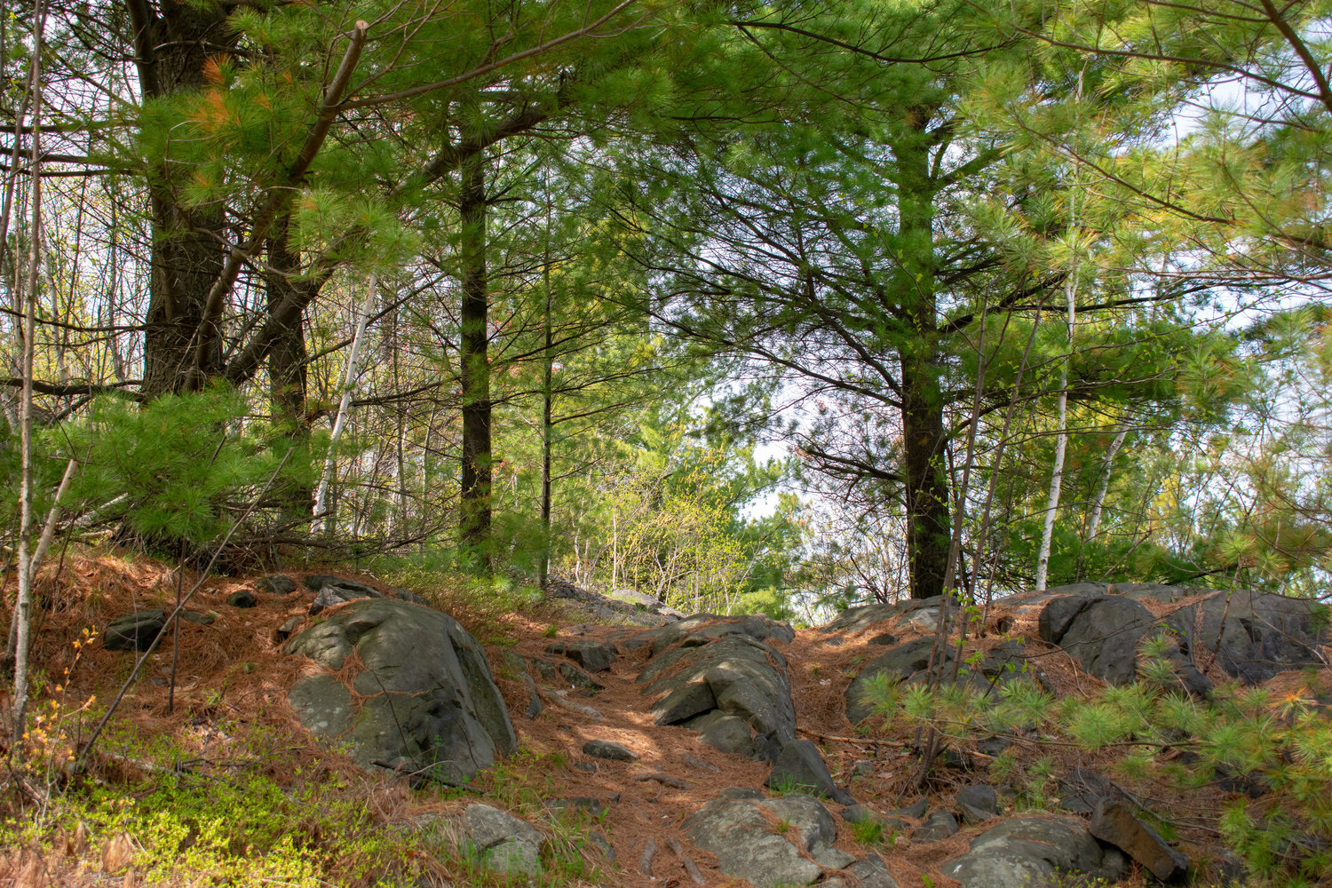 Oak Forest Trail