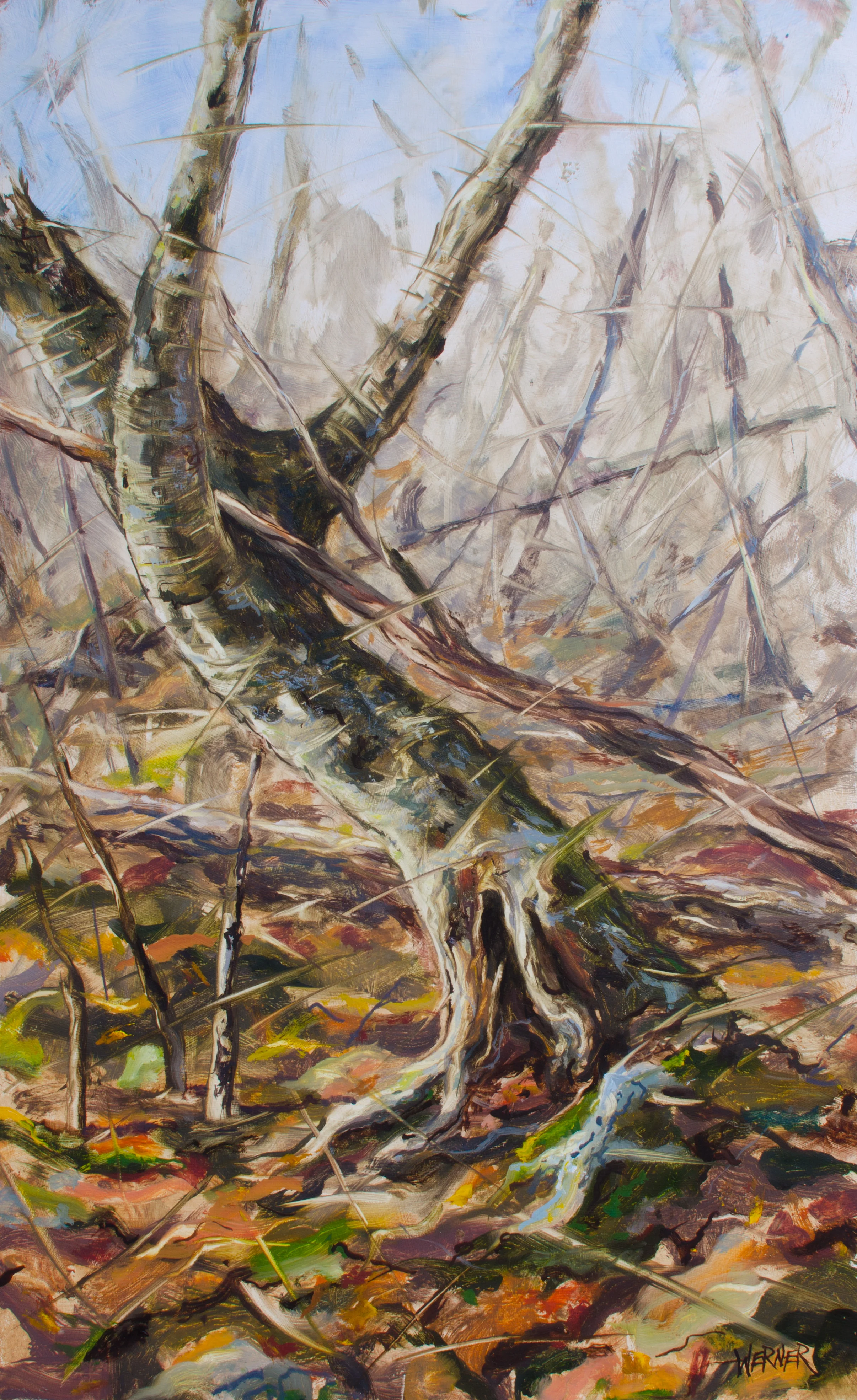 Yellow Birch 3.1.16 16/26" oil/panel