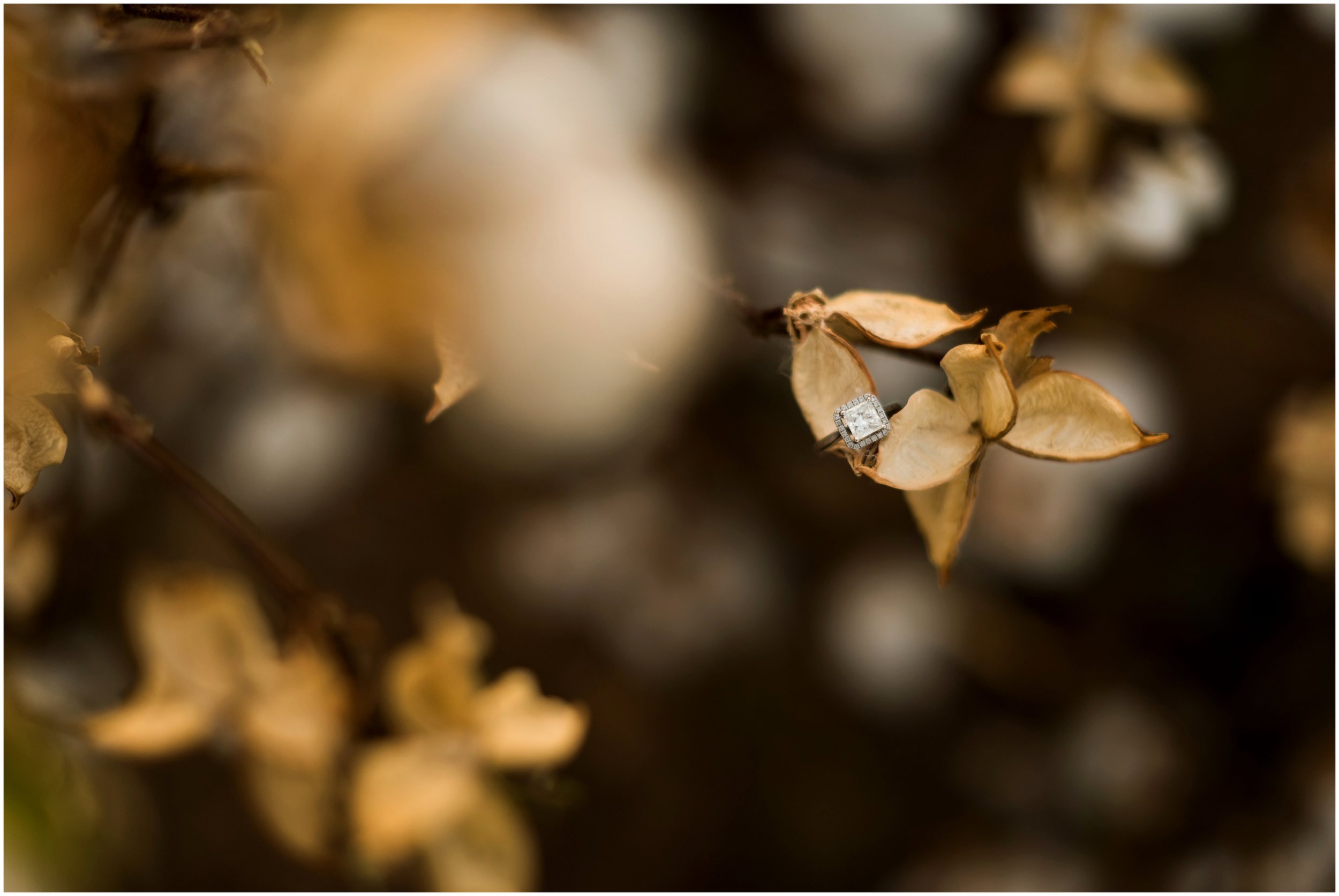 12CottonFieldEngagmentPhotos.jpg