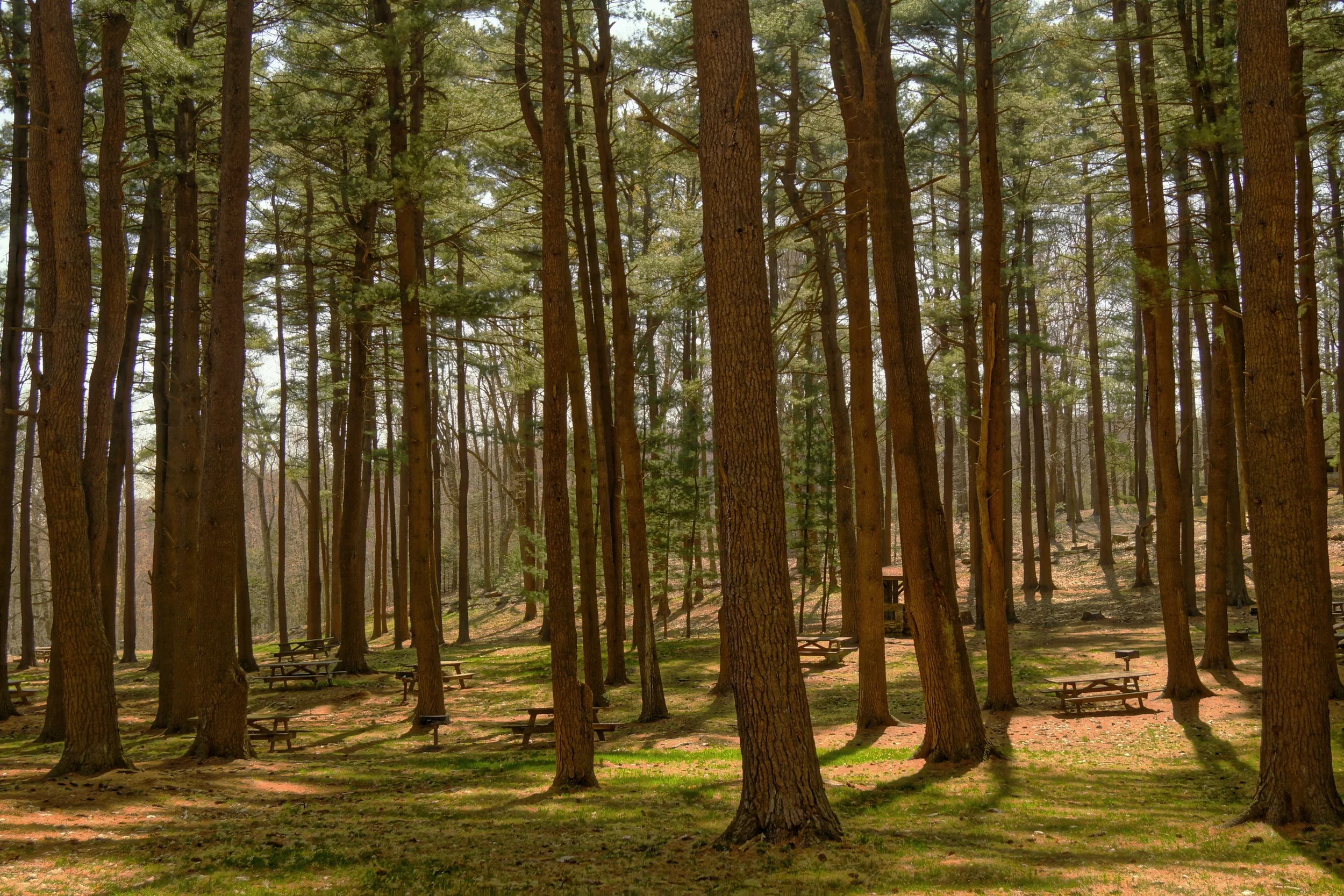 wood-nature-forest-trees.jpeg