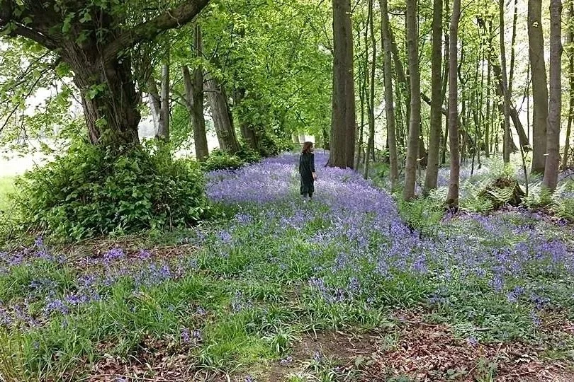 phoebe-bluebells.jpg