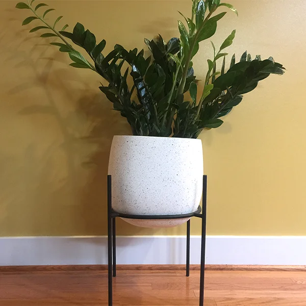 ZZ Plant I Welcomed Into My Home Last Year (Shooting Off New Growth)