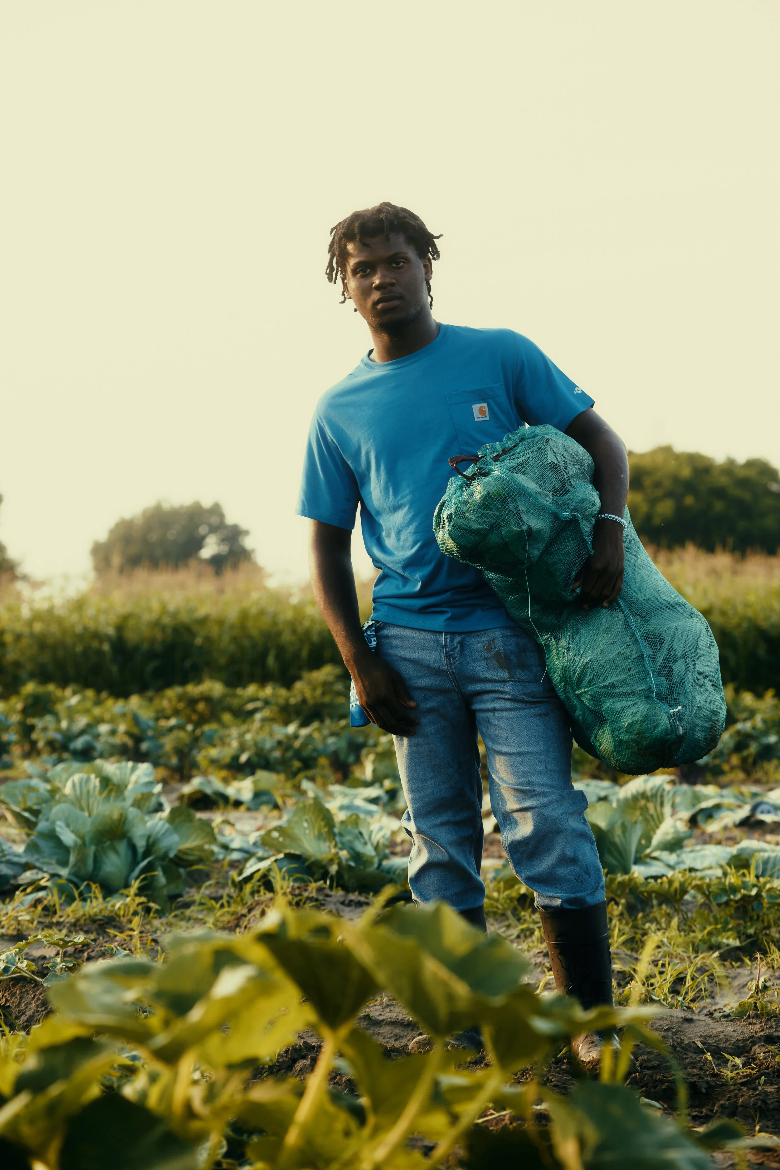 The harvest 24 x 30.jpg