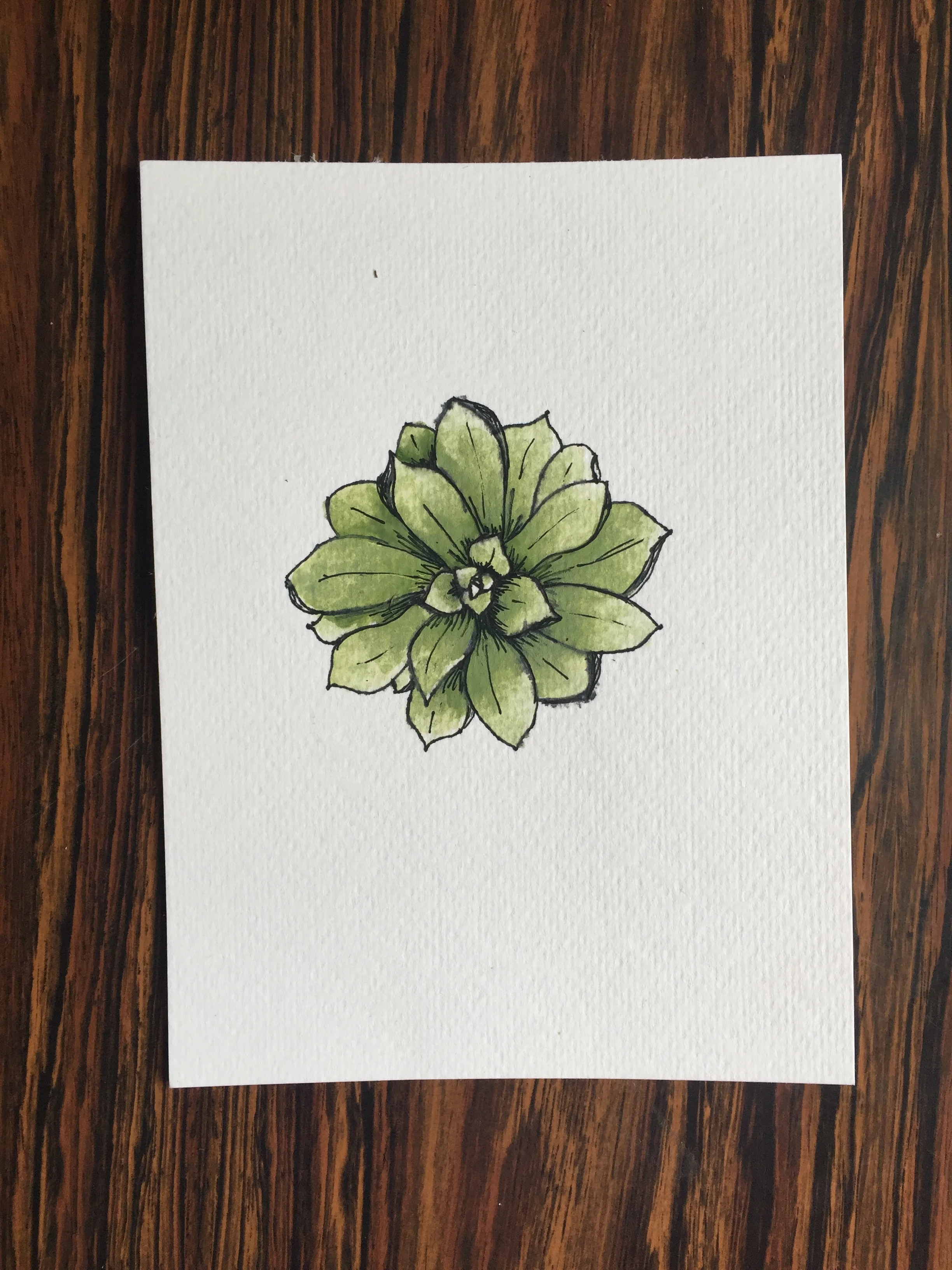 succulent, 2016.