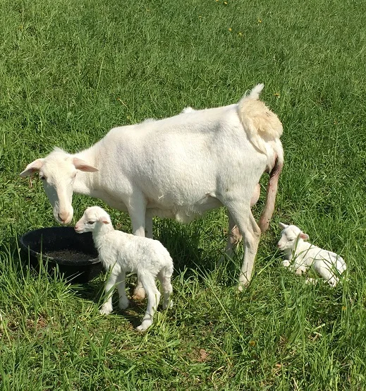 lamb.jpg