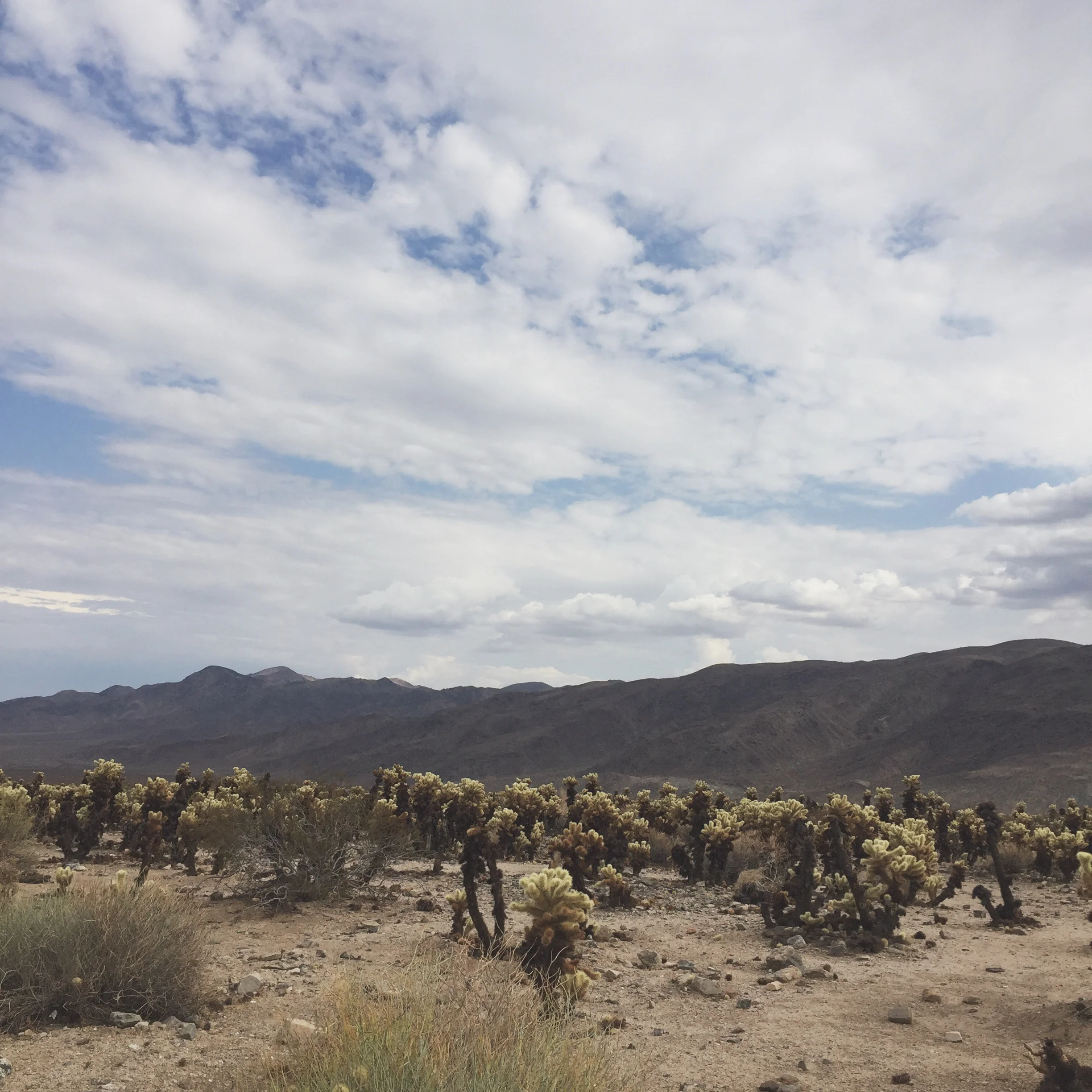 Joshua Tree, CA