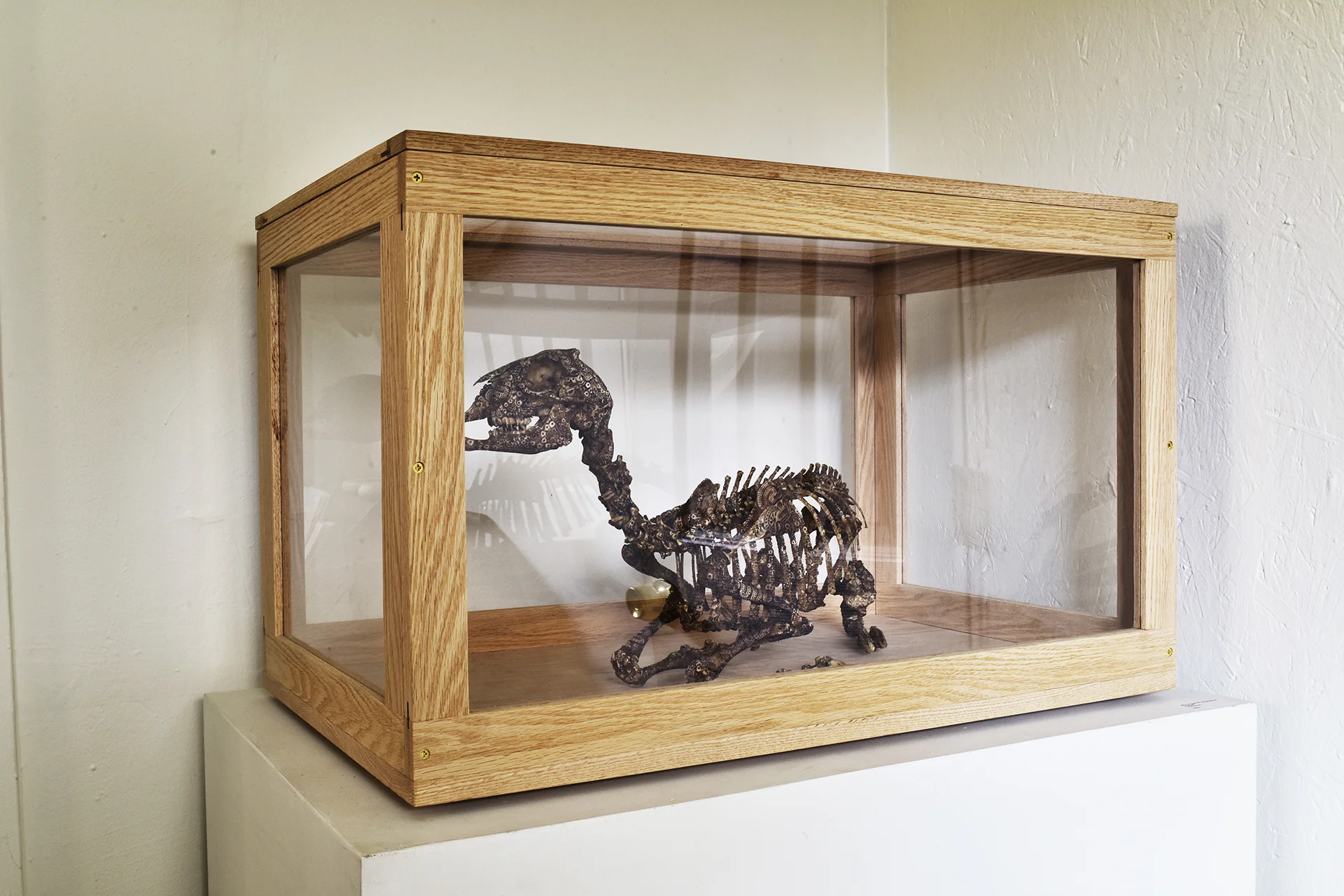 Oak Display Case : Carved skeleton by Jason Borders
