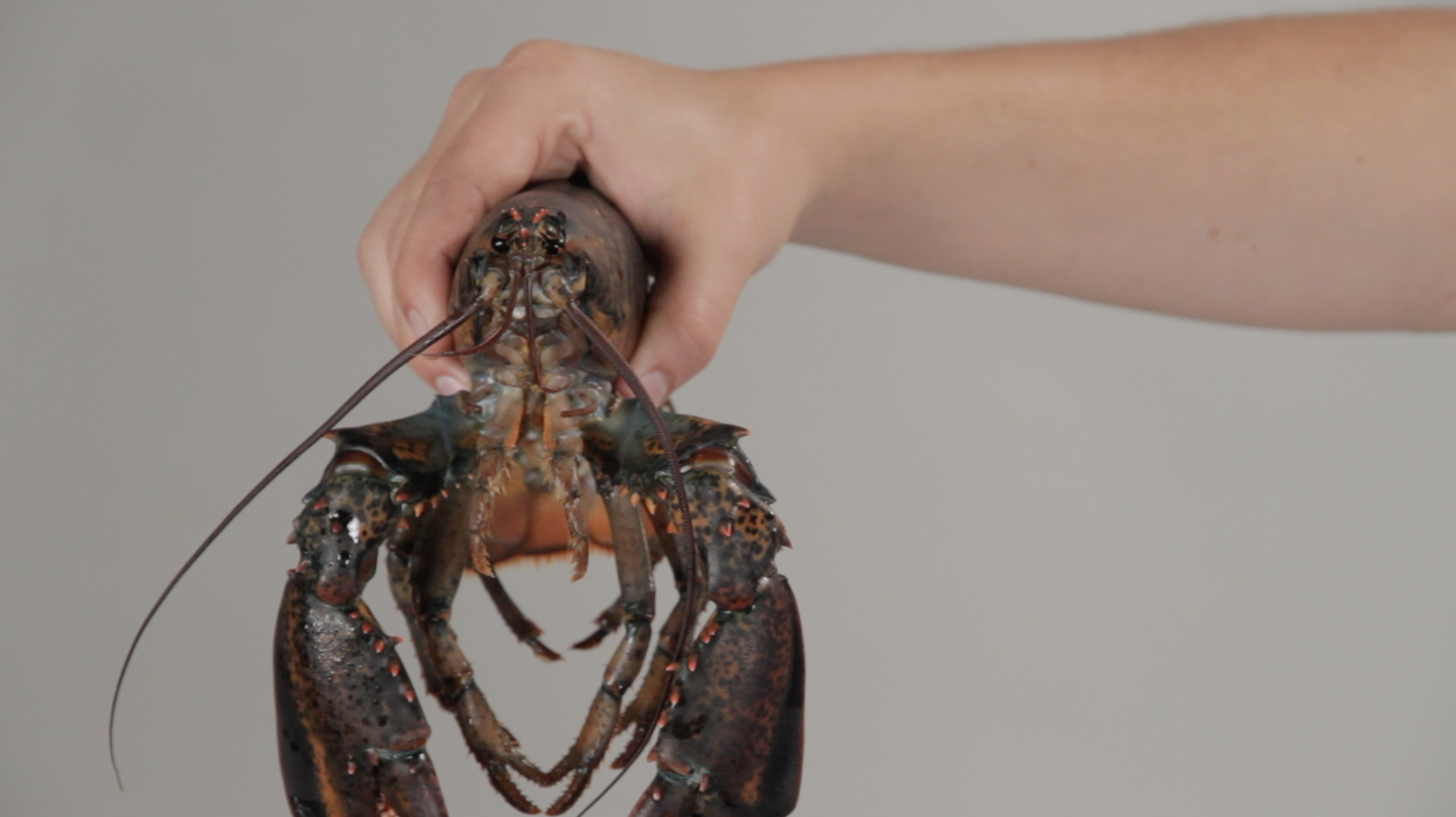   How to Eat Lobster  2011 (production still) HD video, duration 10 minutes Photo and video courtesy of Sean Flaherty 