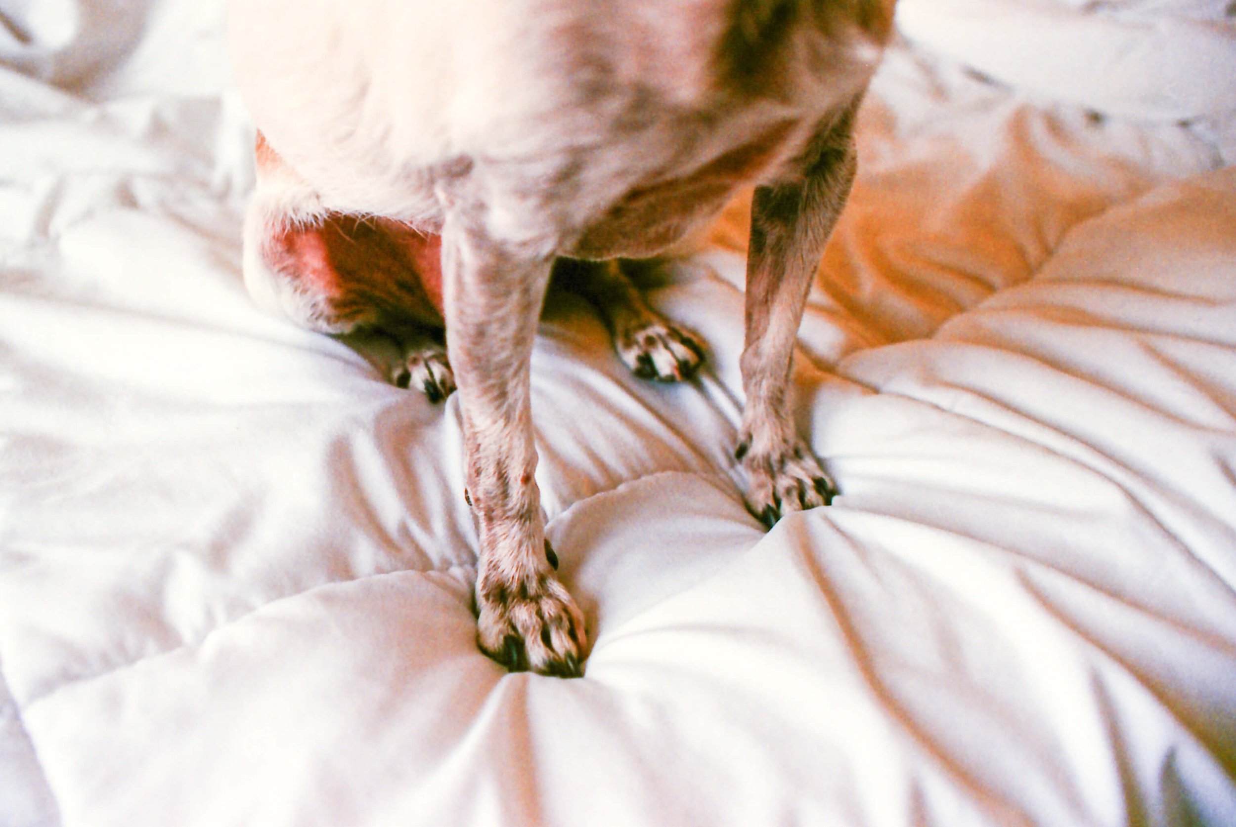 film-houston-dog-photographer-j-andrade-visual-arts-0064.jpg