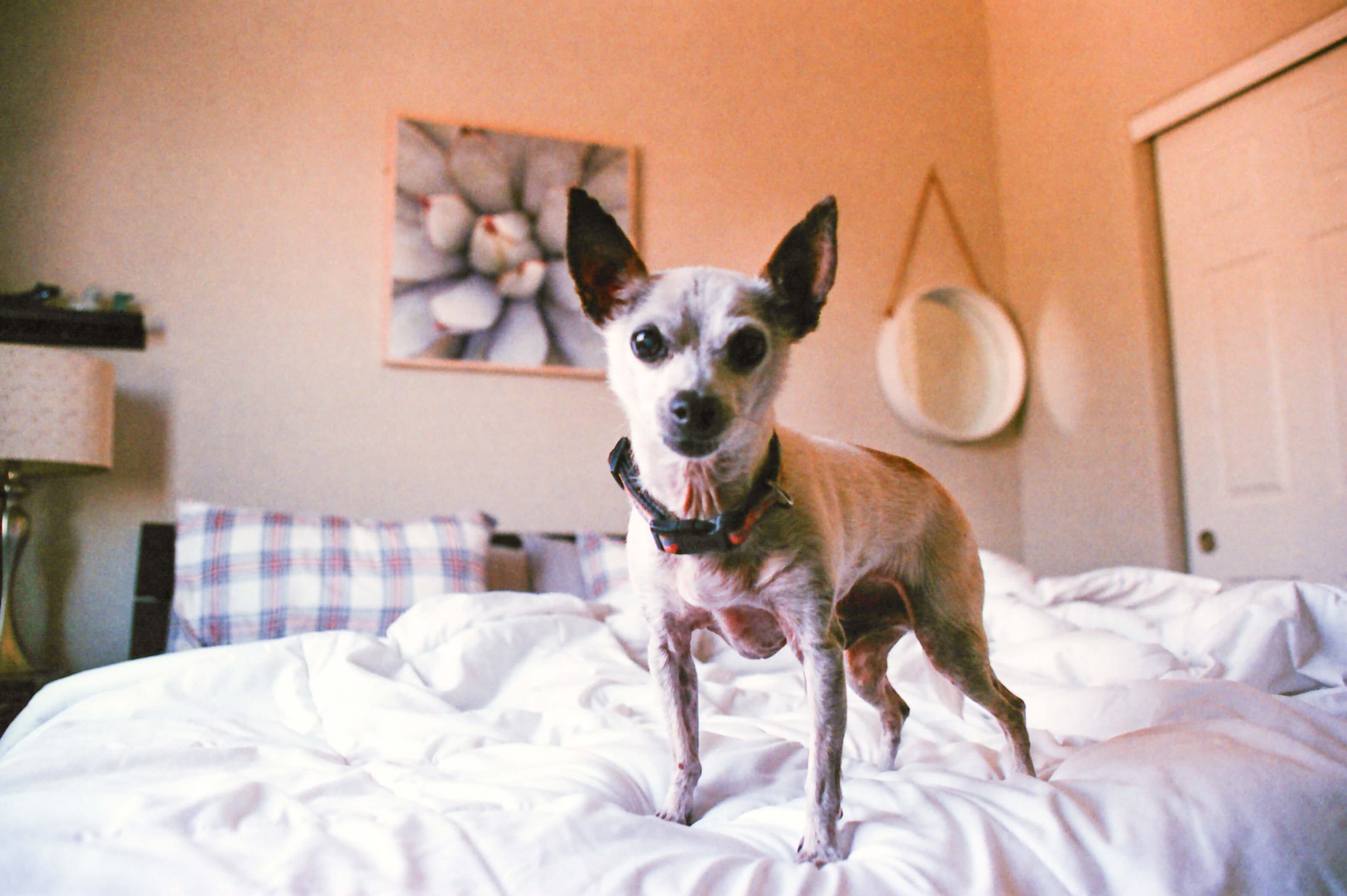 film-houston-dog-photographer-j-andrade-visual-arts-0061.jpg