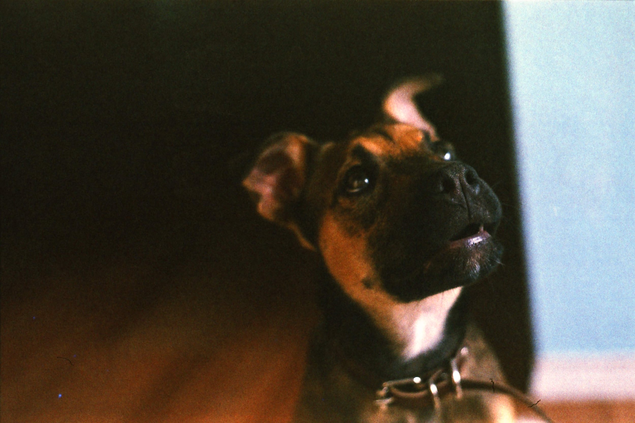 film-houston-dog-photographer-j-andrade-visual-arts-0088.jpg