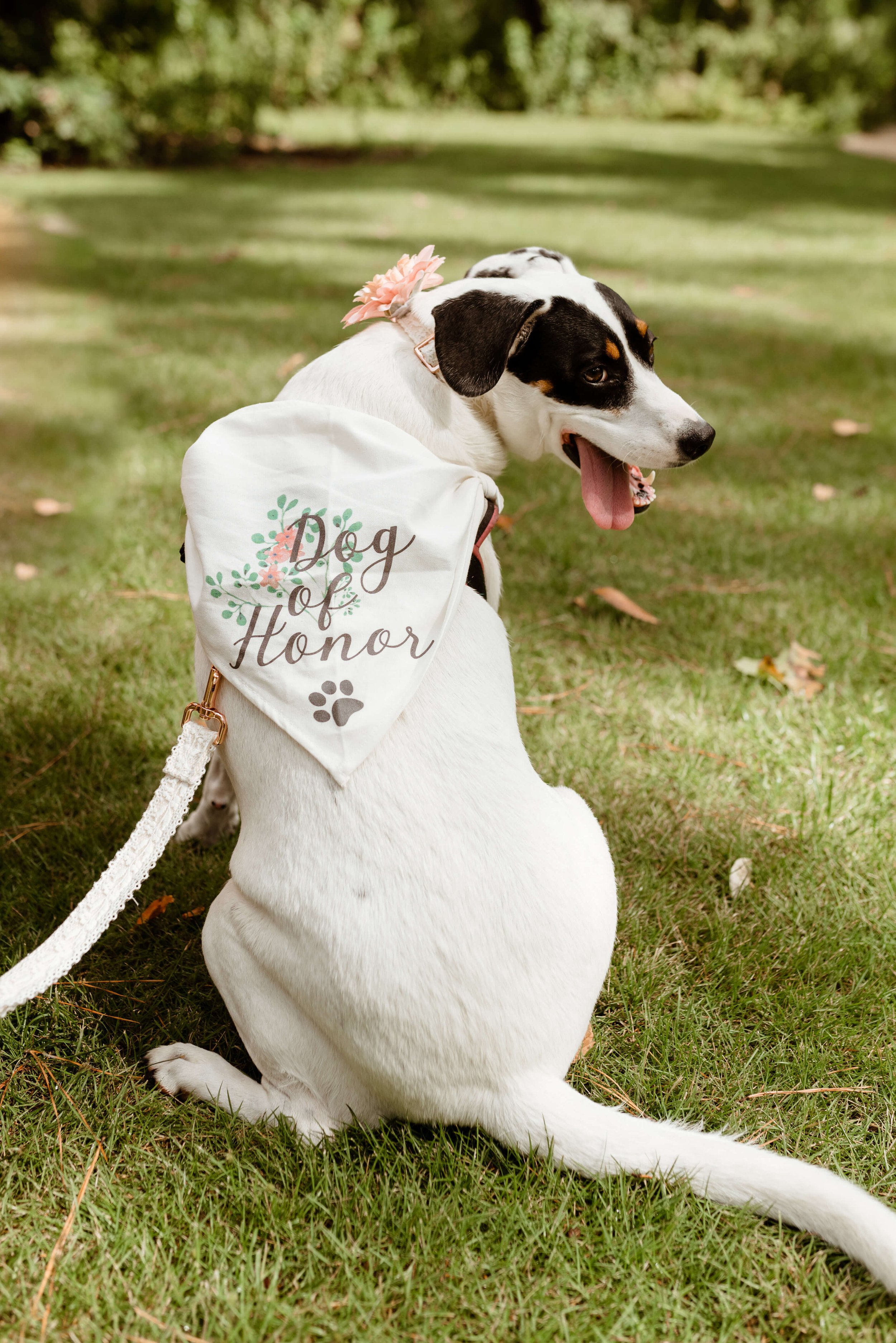 Dog portrait at Houston elopement photographed by J. Andrade Visual Arts | Houston Elopement and Dog photographer